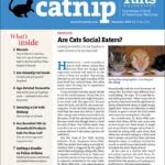 Catnip cover