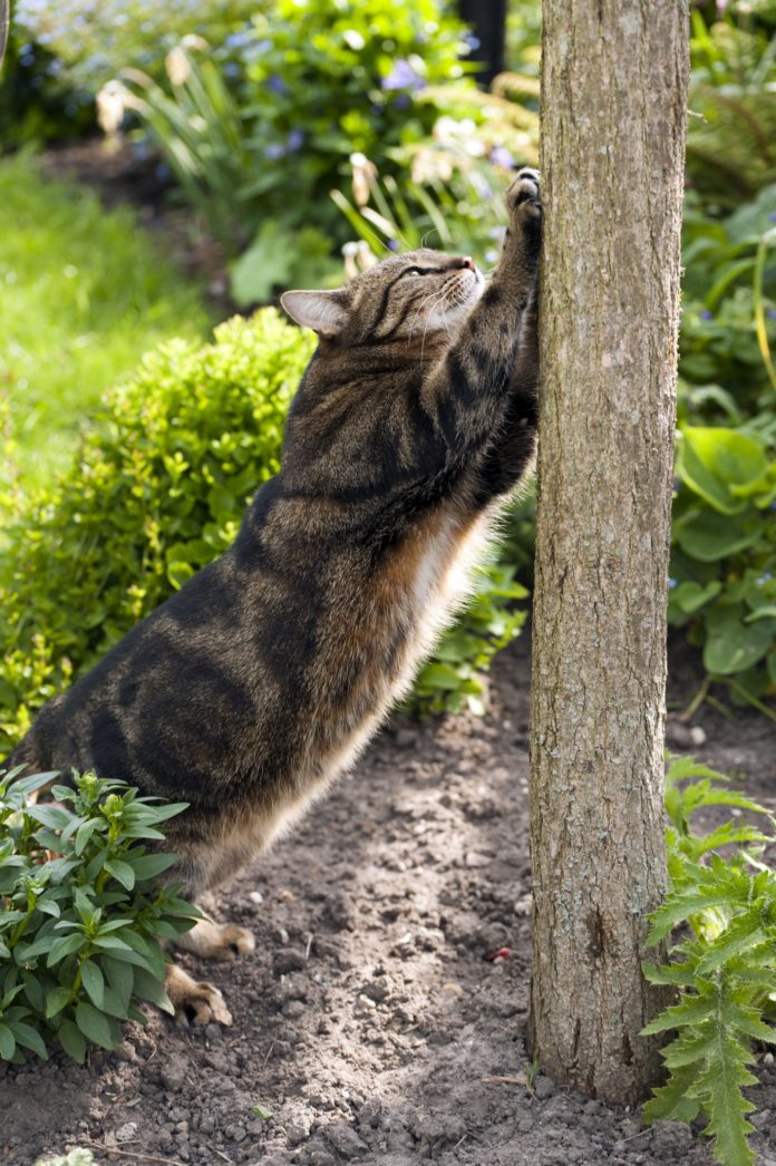 claw-disorders-in-cats-tufts-catnip