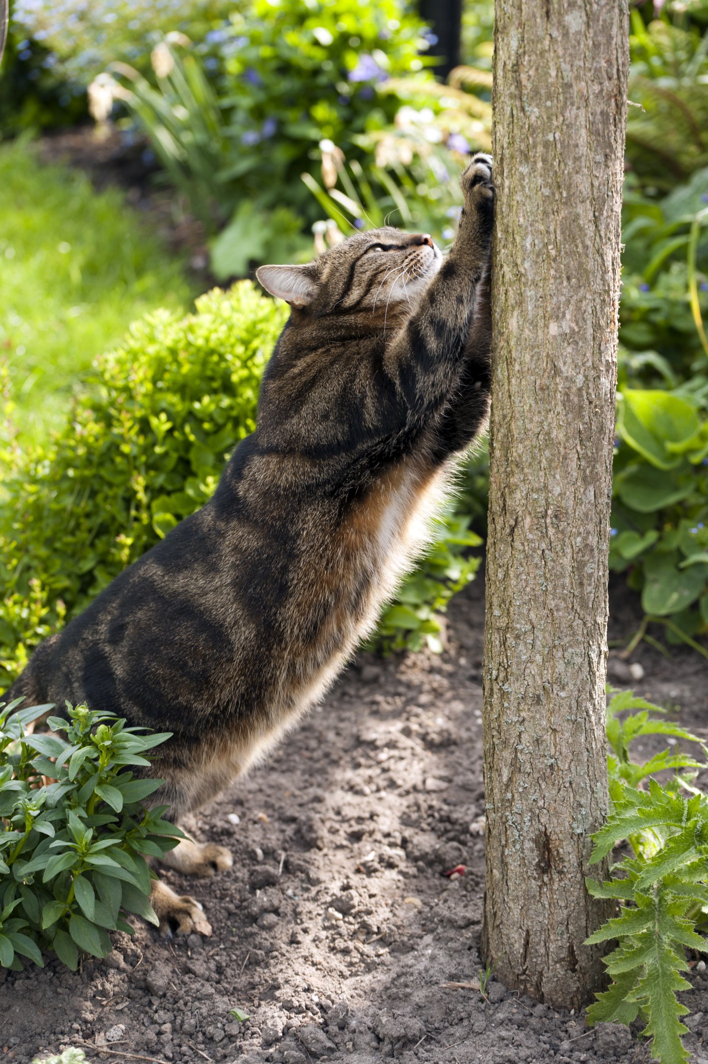 cat scratching a tree