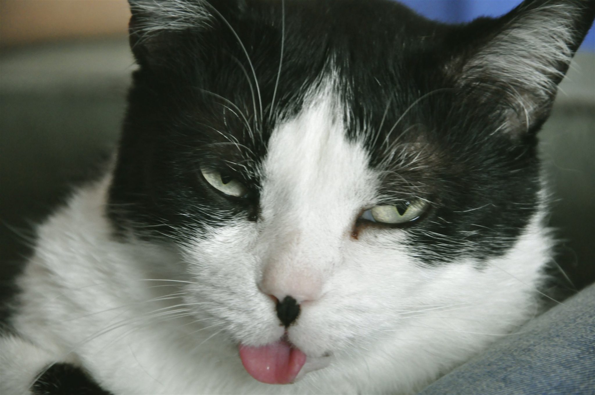 why-does-my-cat-stick-his-tongue-out-tufts-catnip