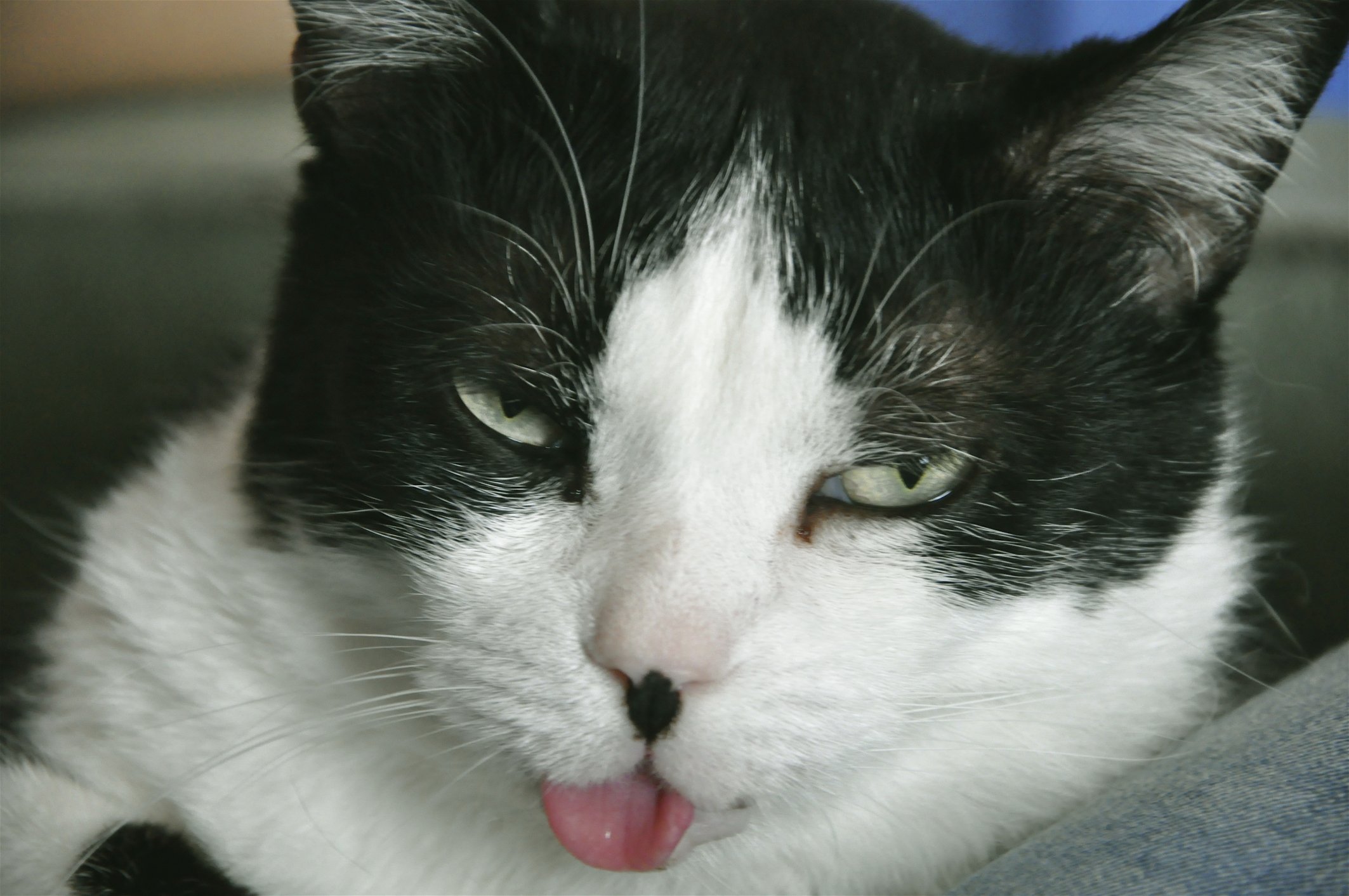 cat with weird tongue