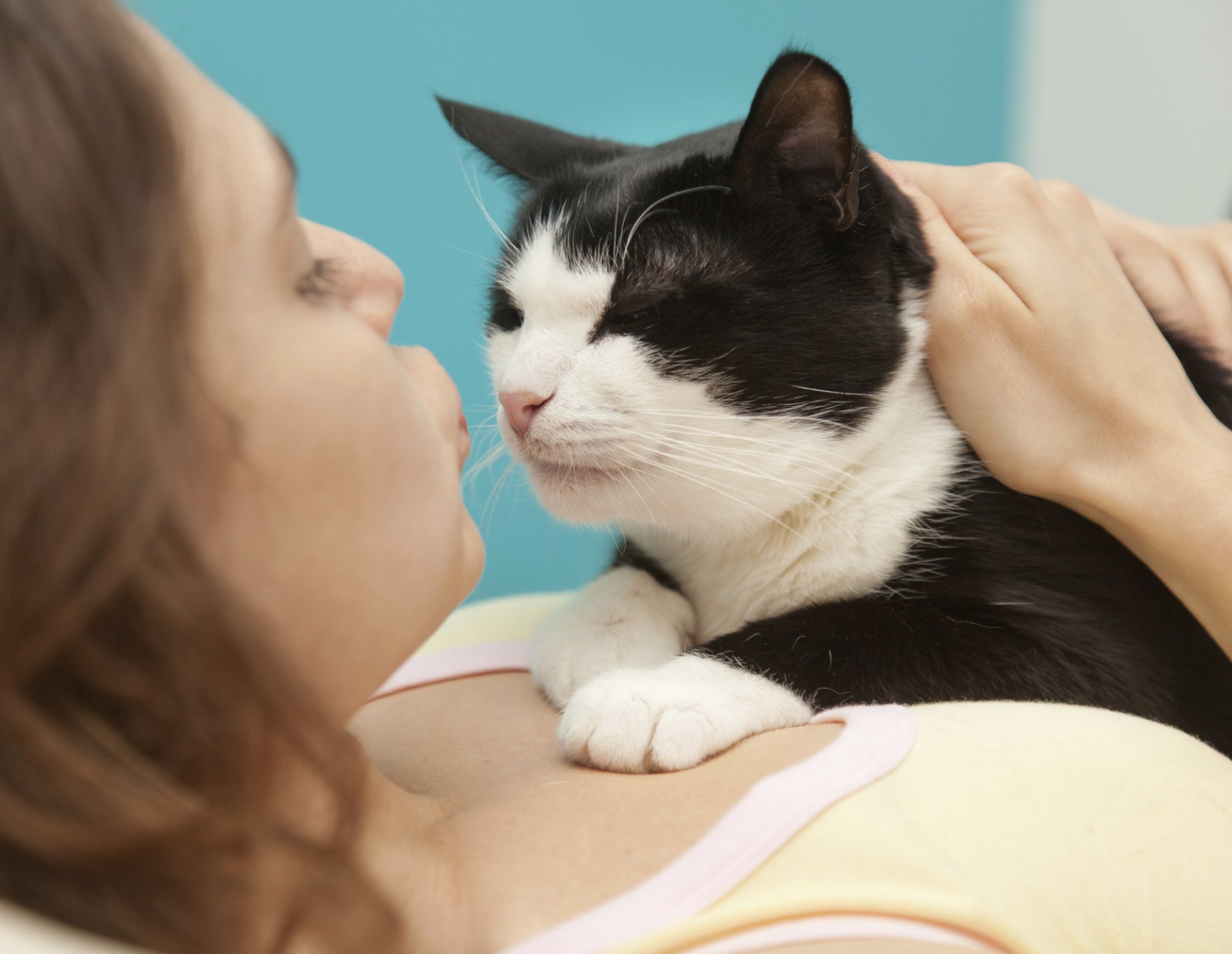 Understanding Skin Lumps In Cats Tufts Catnip