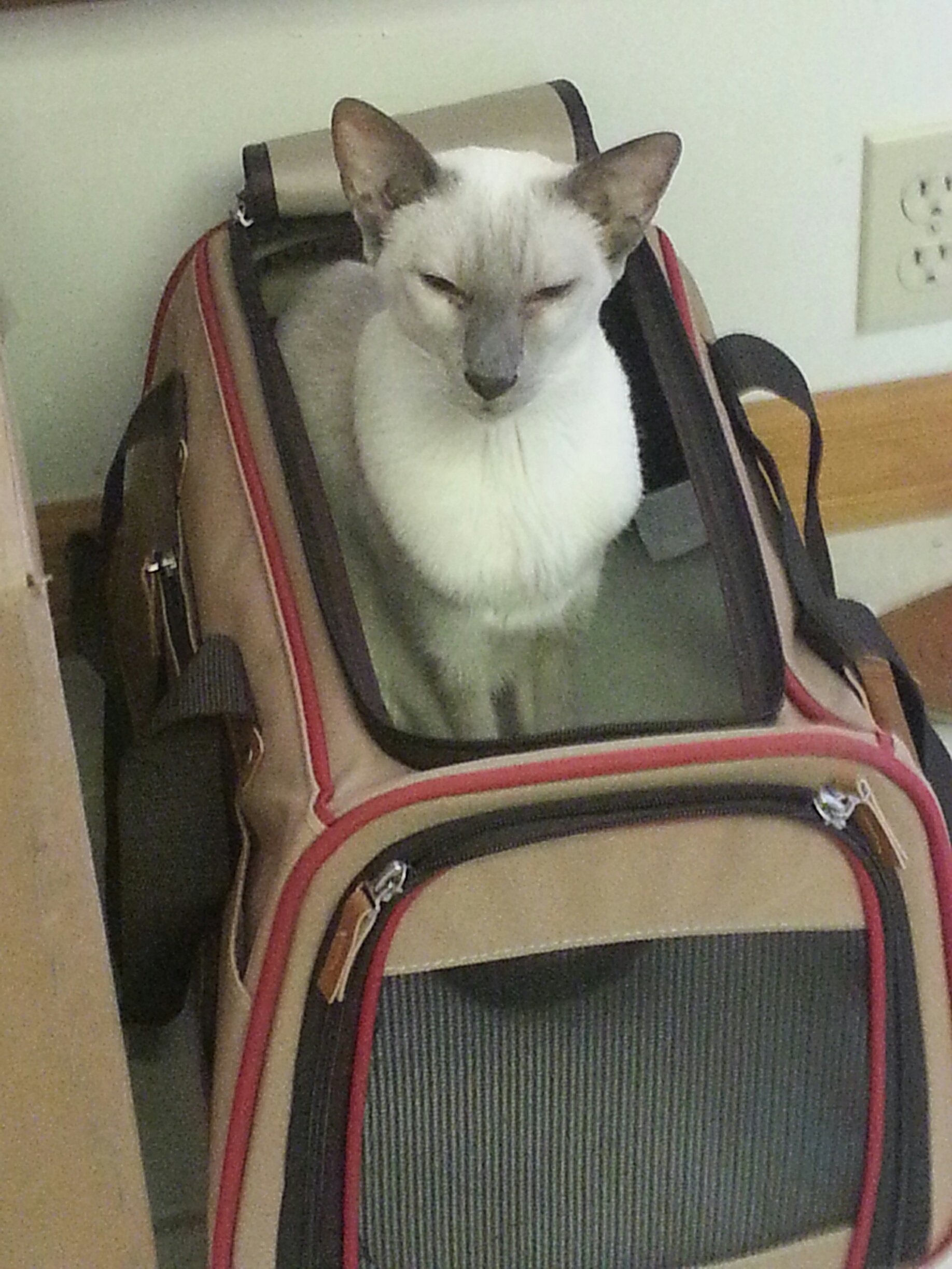 cat in carrier at airport