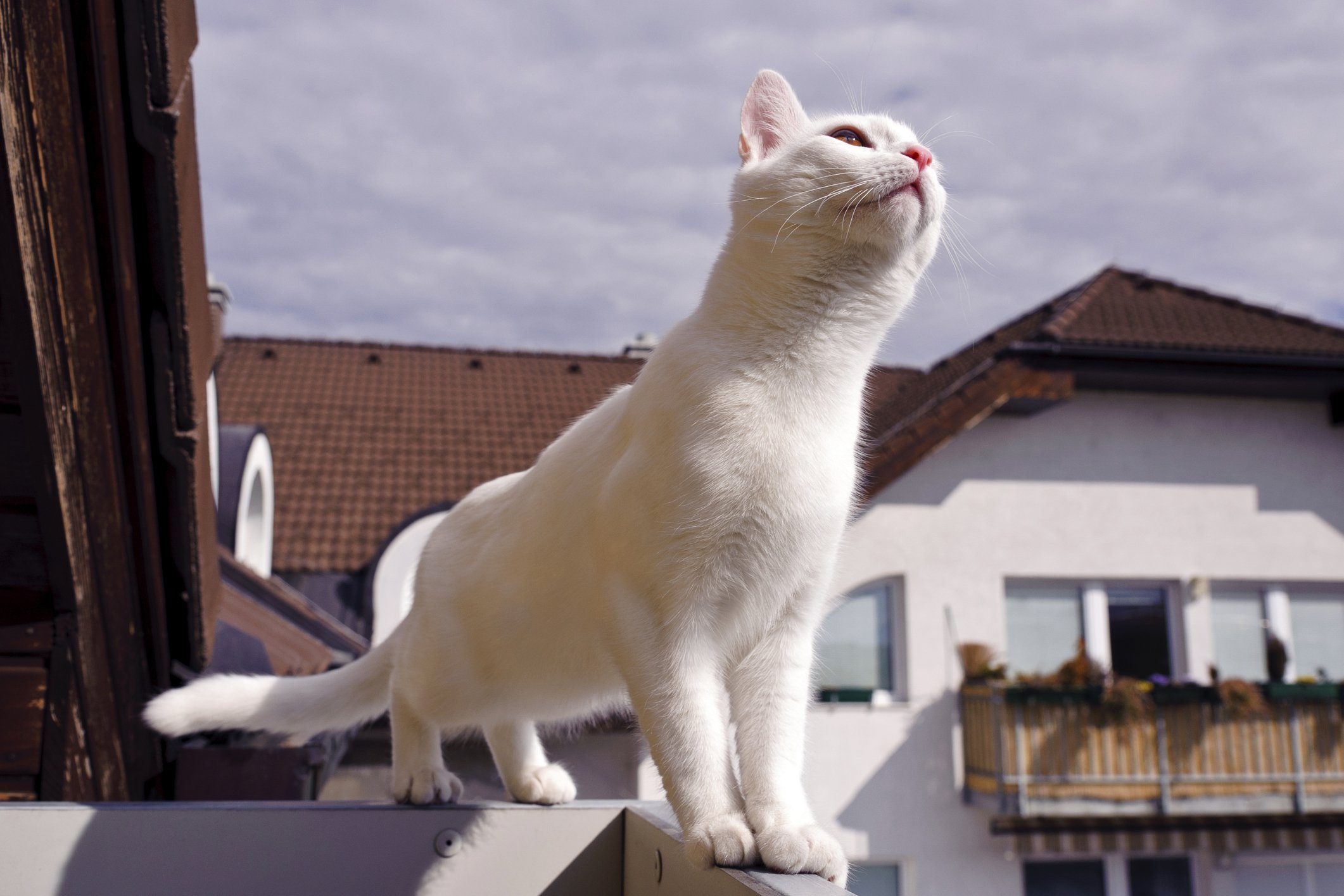 cat paw burn treatment