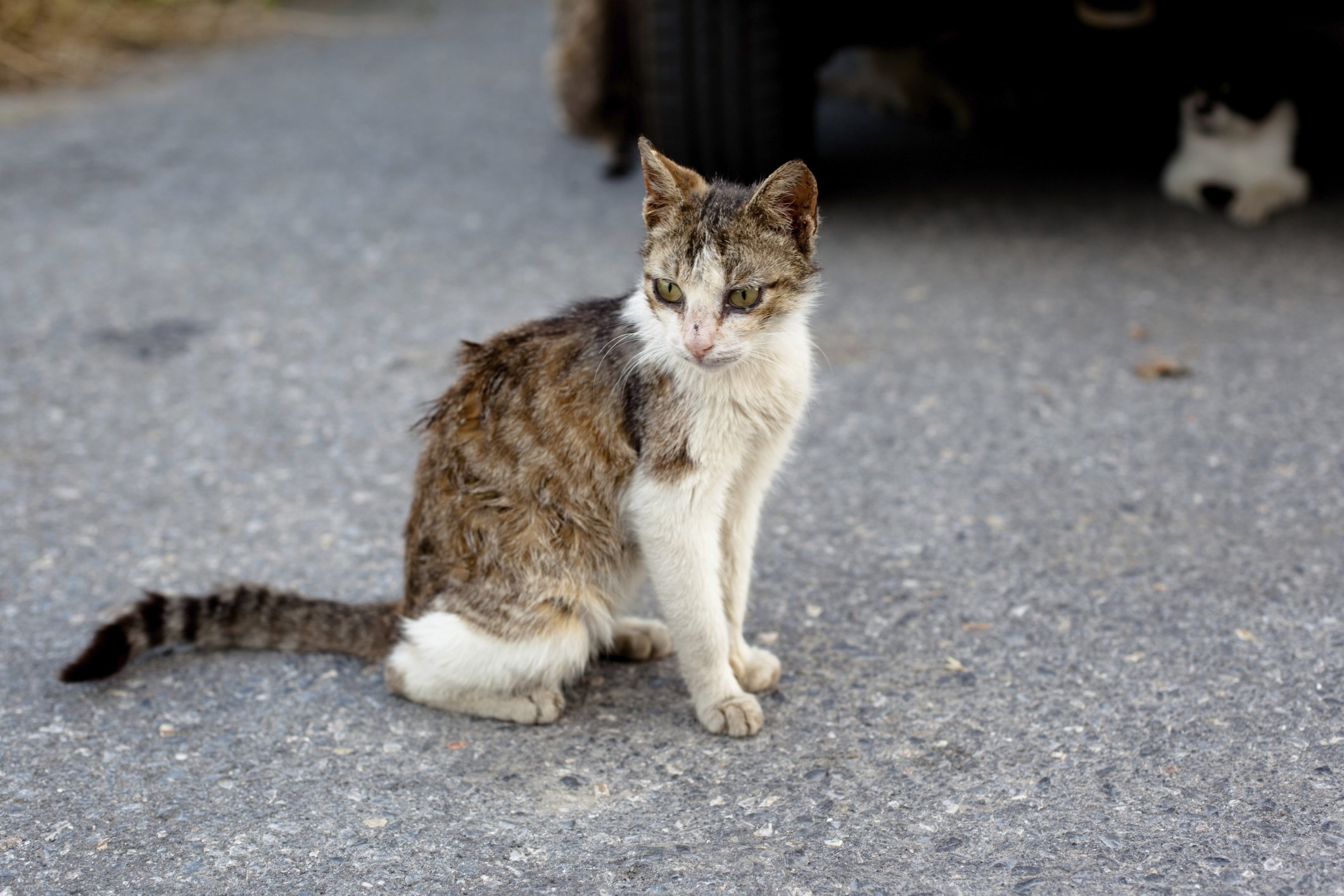 Appetite Stimulants for Cats - Tufts Catnip