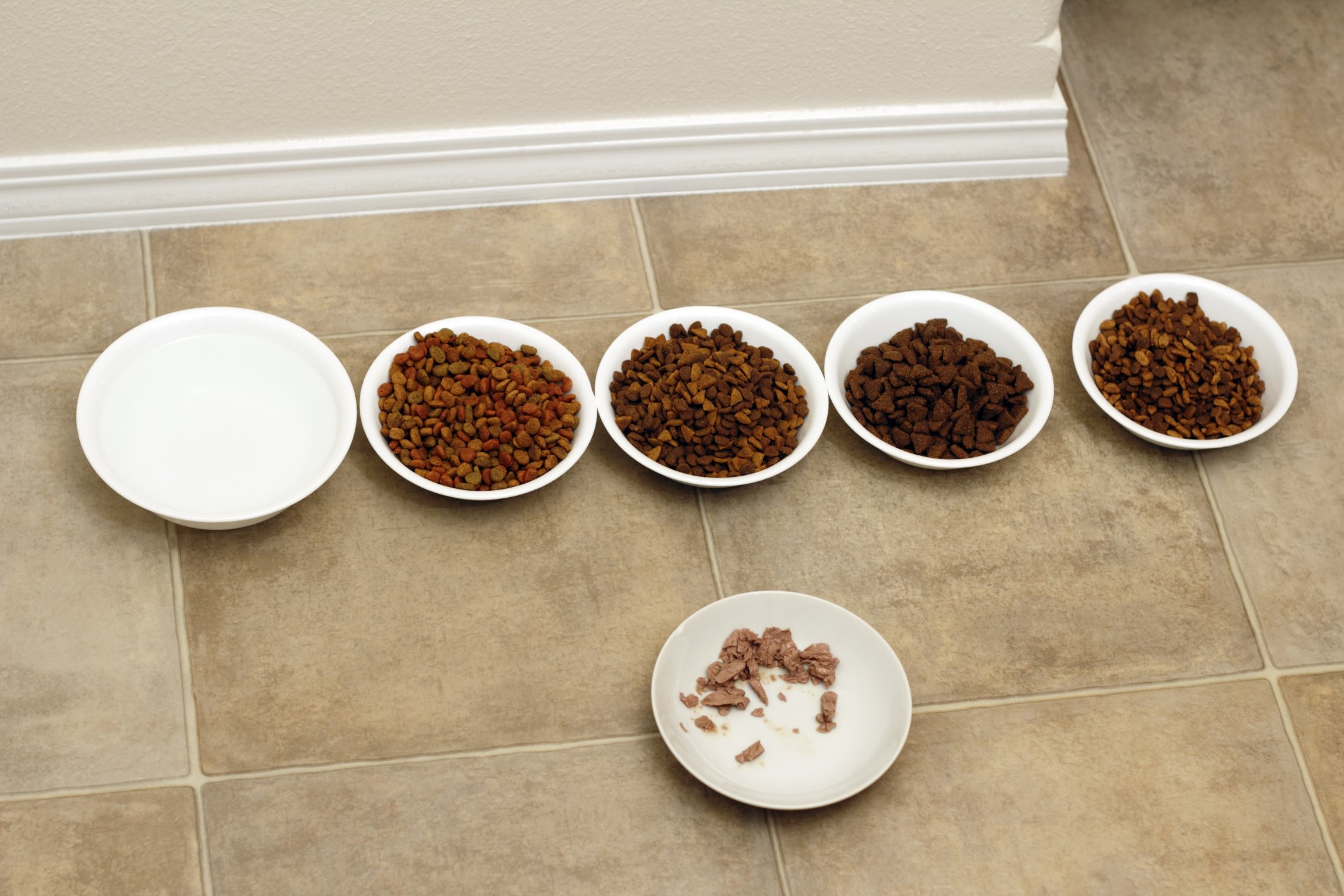 cat food tests