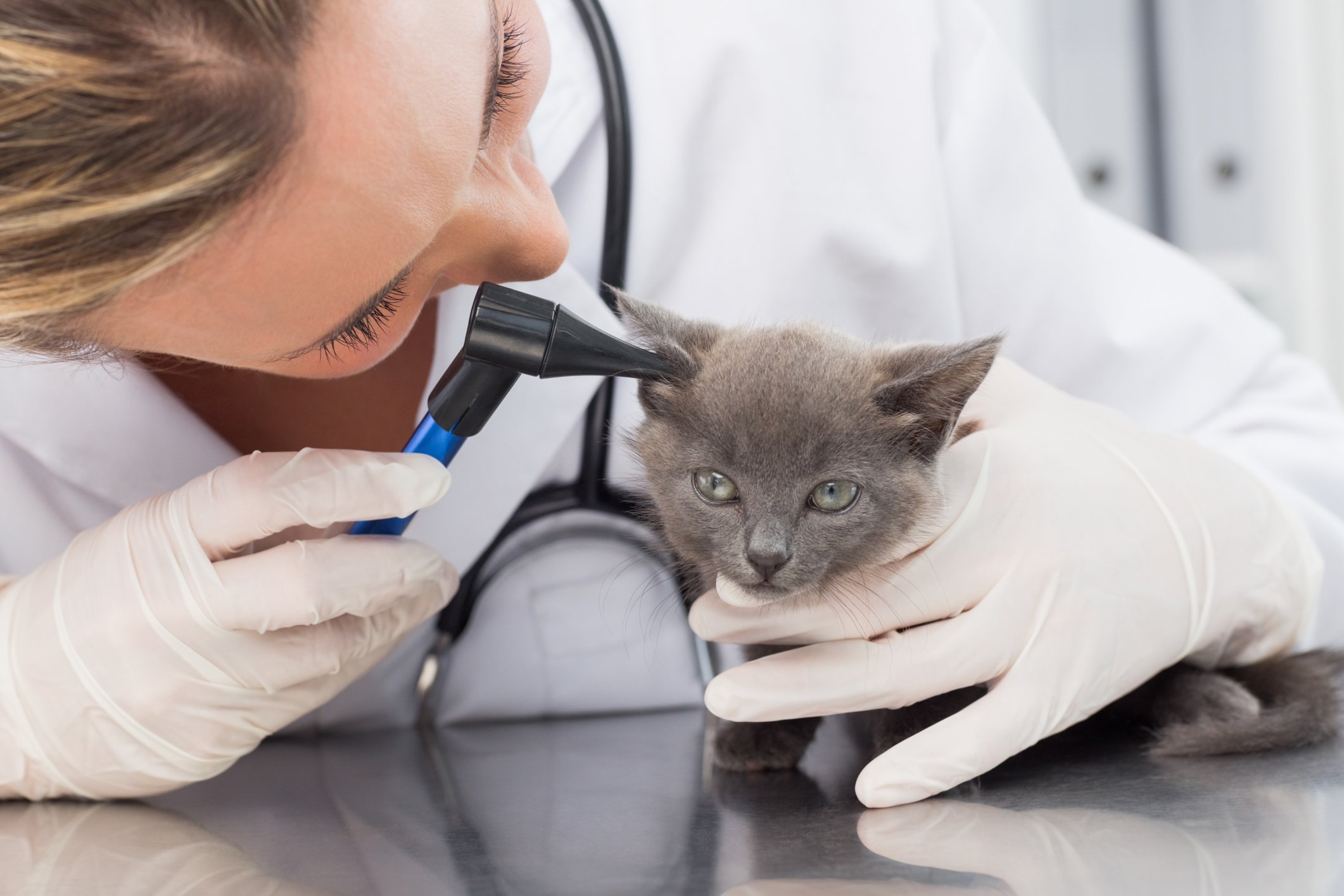 ear infections in cats