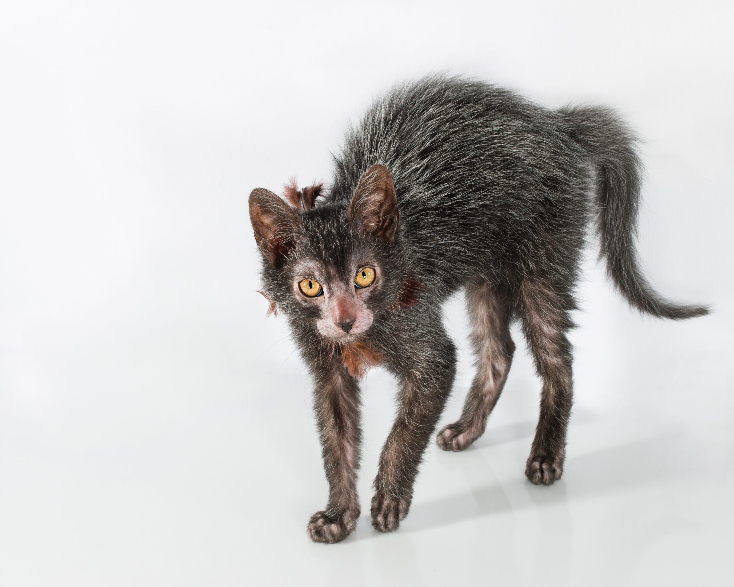 lykoi cat