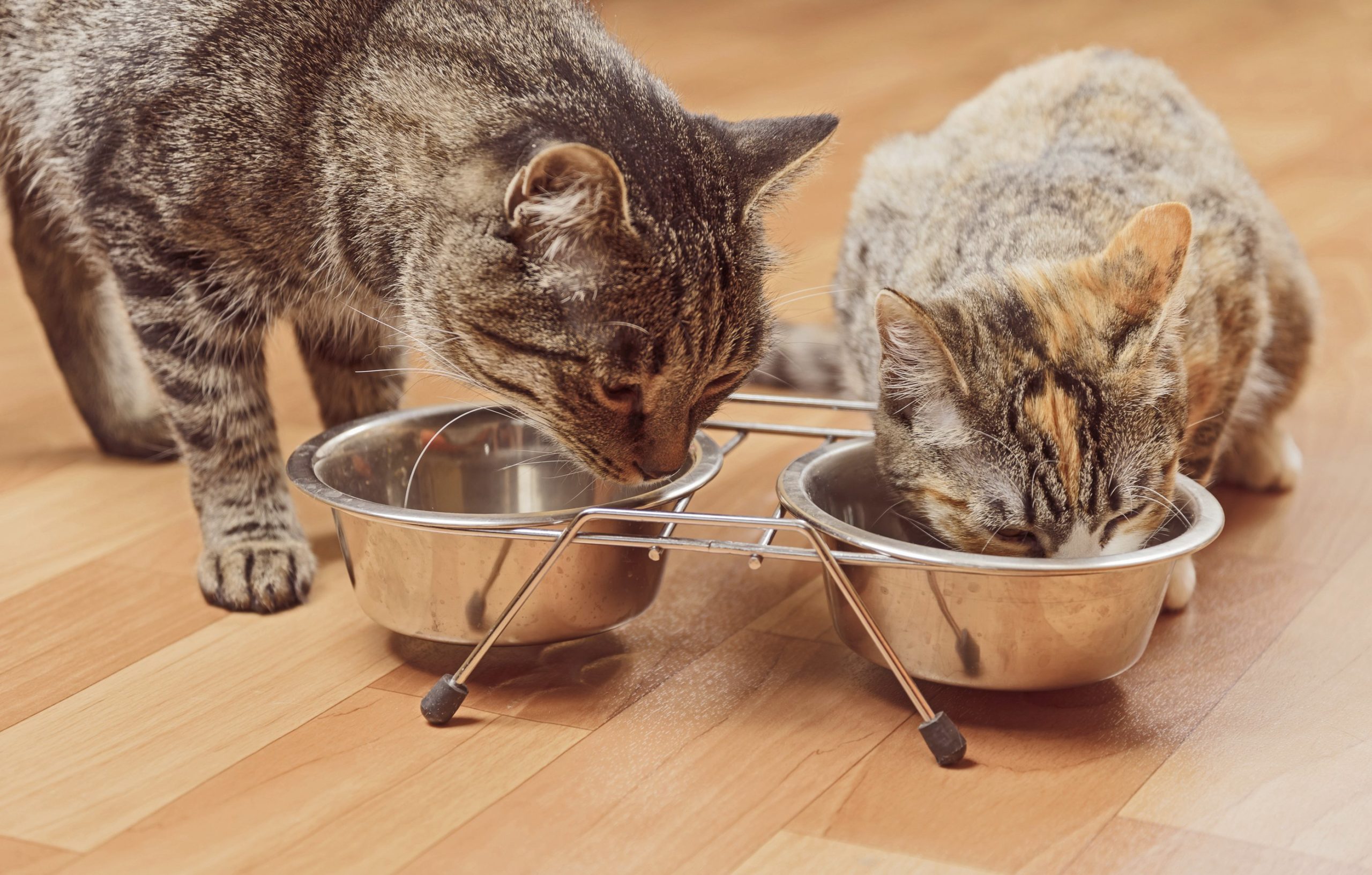 Feeding hotsell senior cats