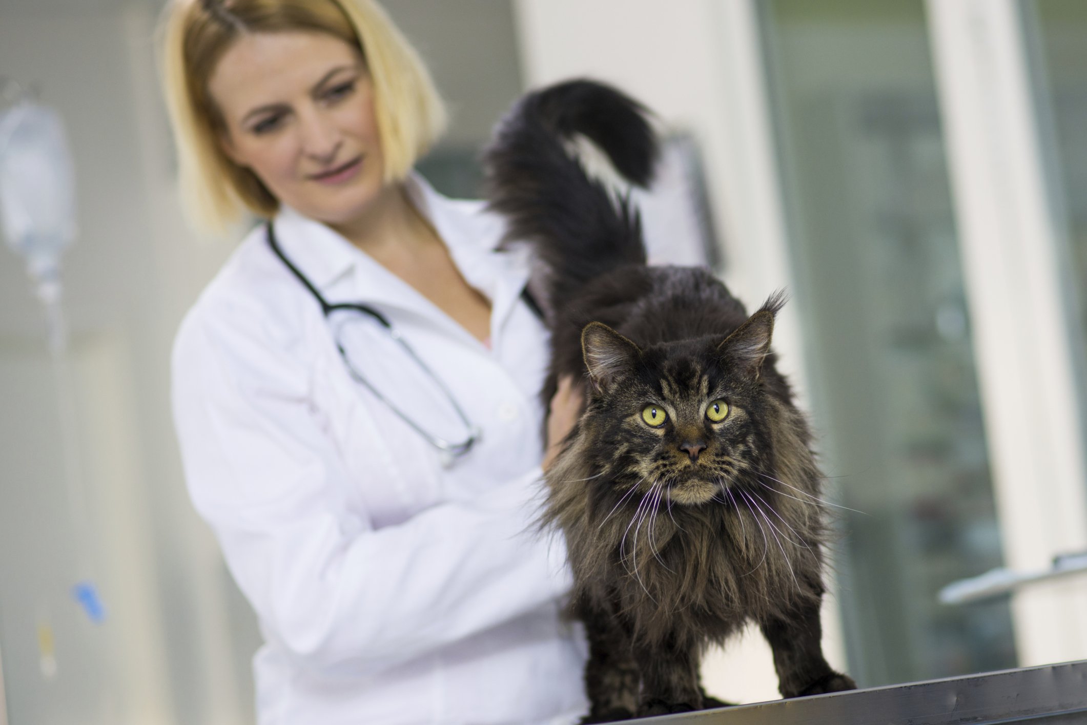 Diagnosis Feline Acromegaly Tufts Catnip