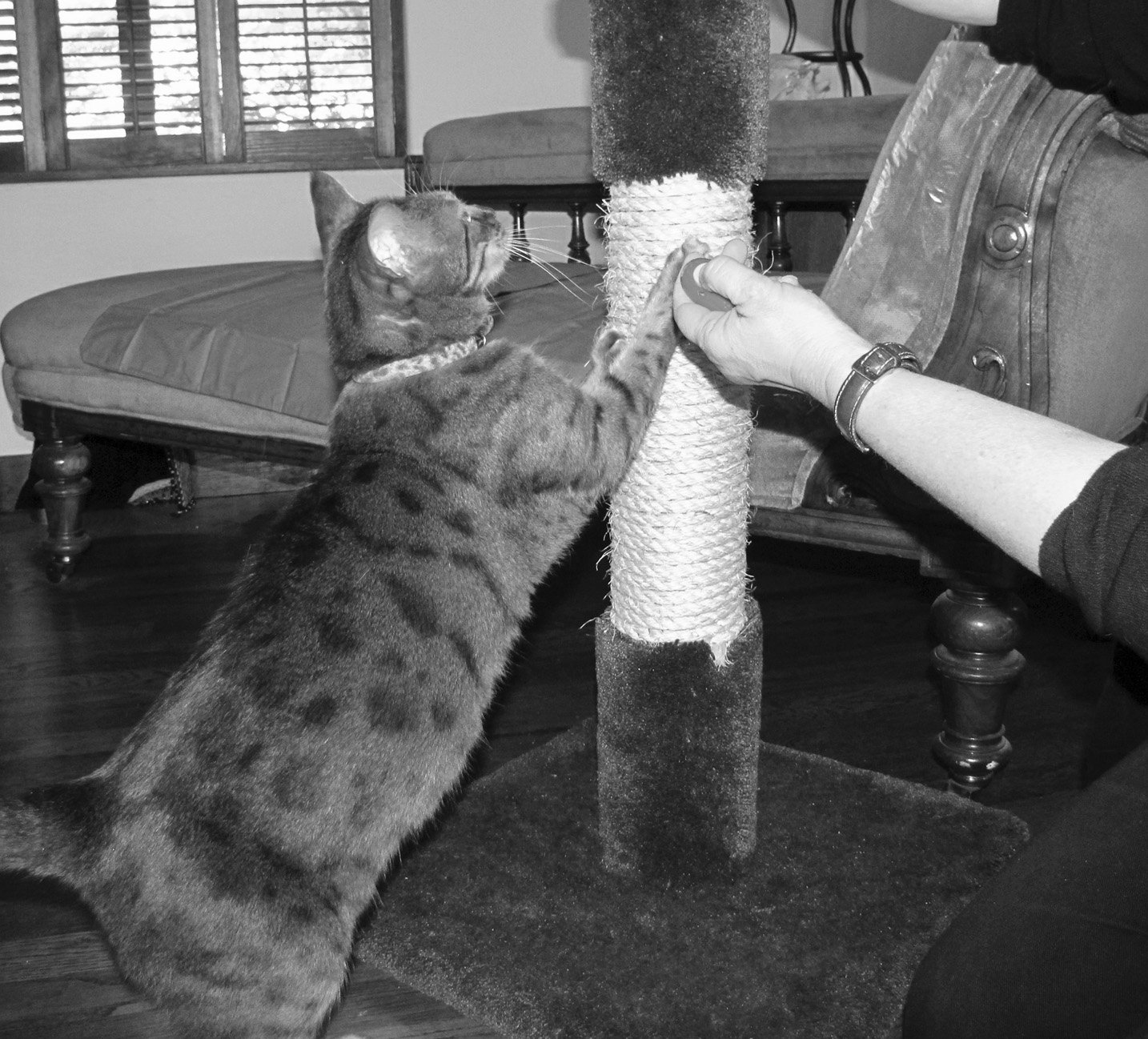 training cat not to scratch furniture