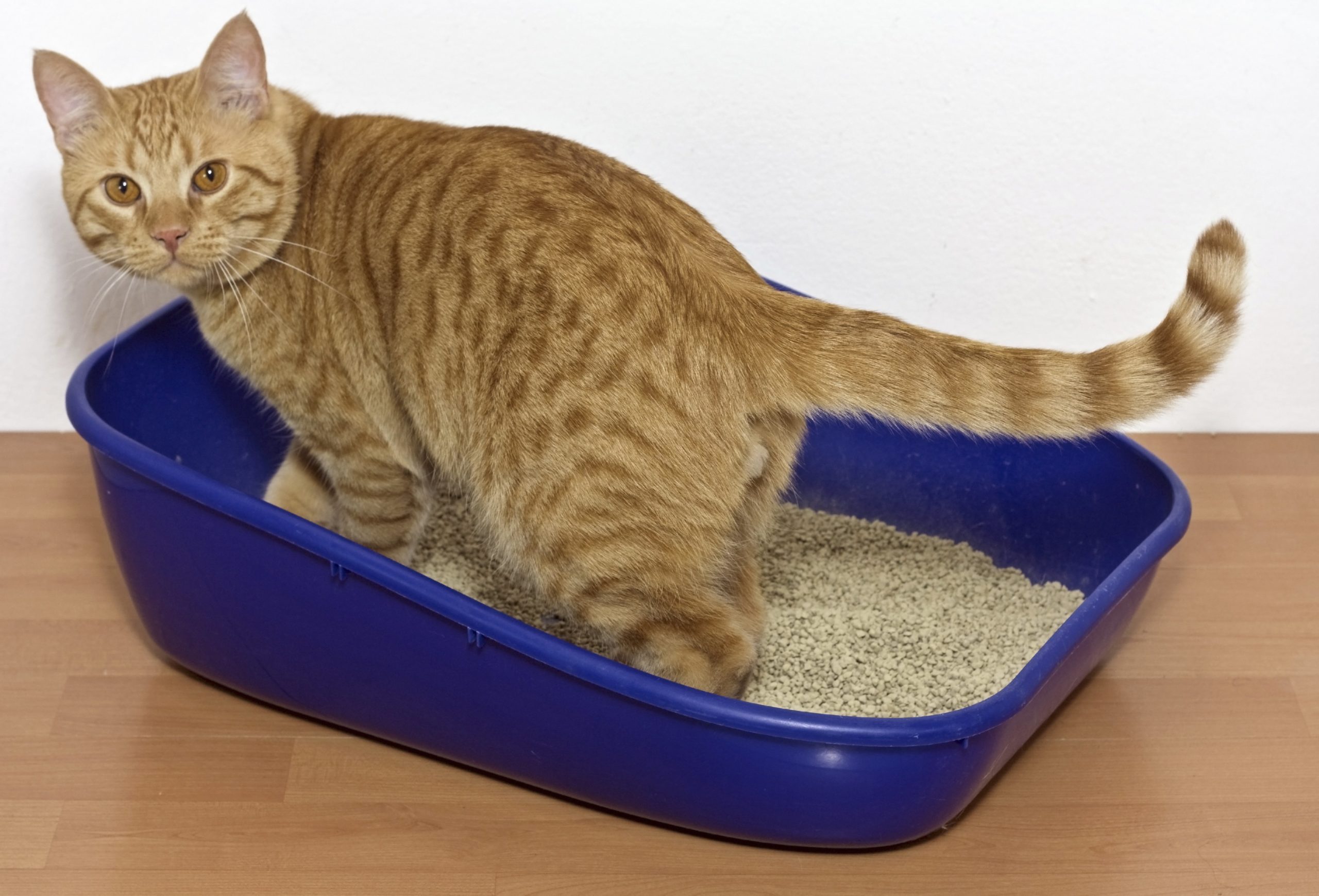 Symptoms of bladder outlet stones in cats