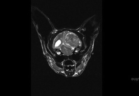 Diagnosis Meningioma In Cats Tufts Catnip