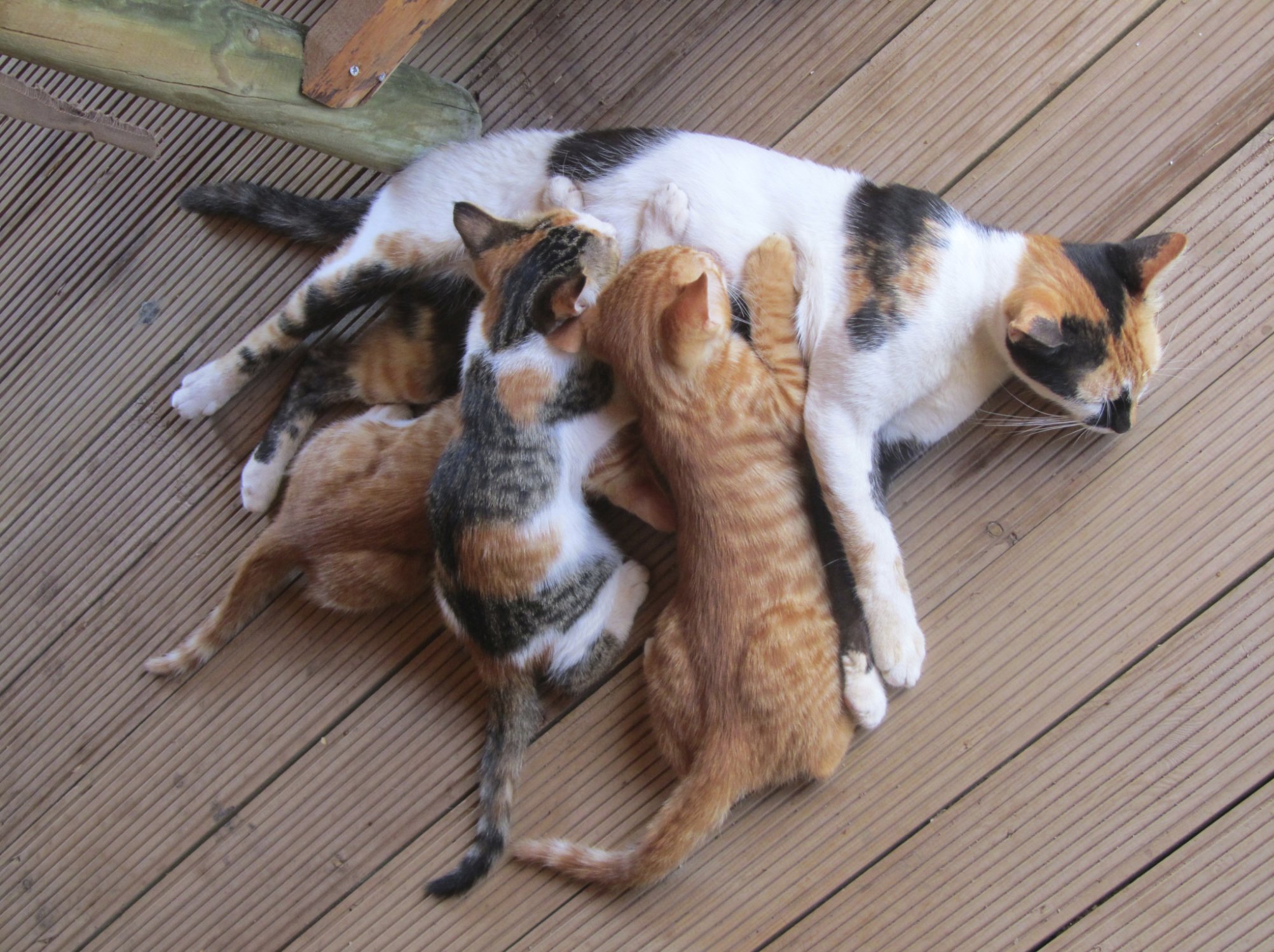 Early spay neuter store cats