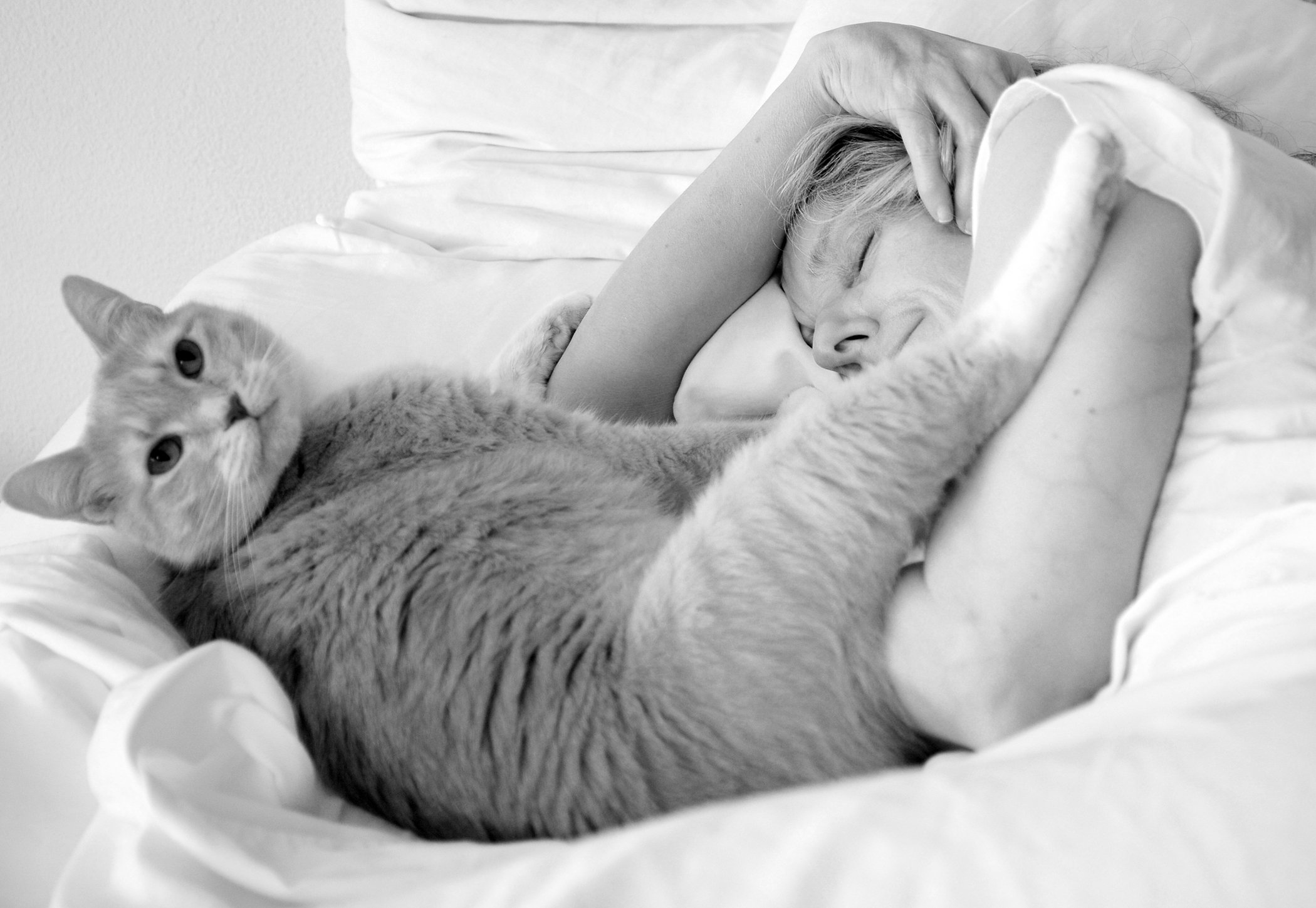 Managing Chronic Pain in Your Cat Tufts Catnip