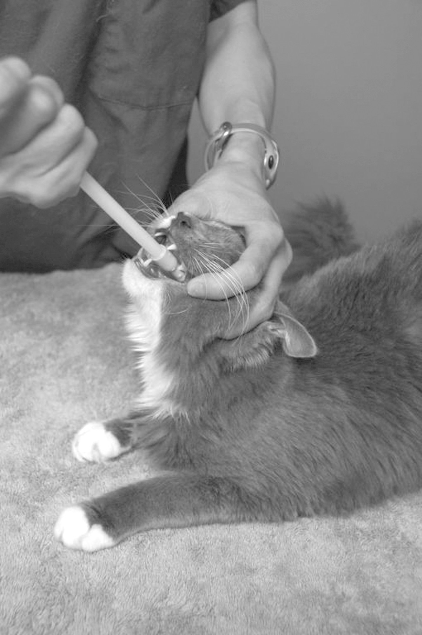 giving cat medication