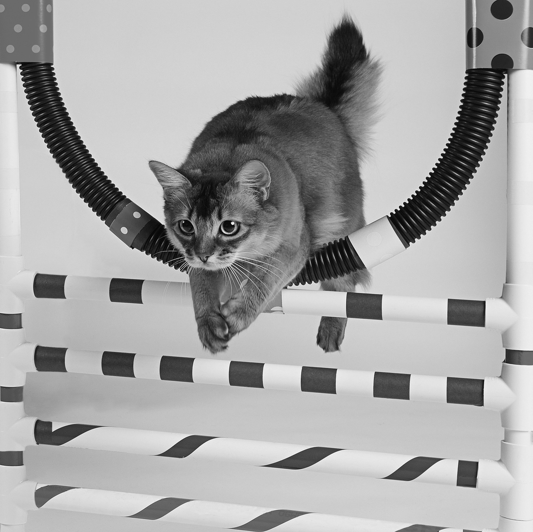 Indoor cat hot sale agility