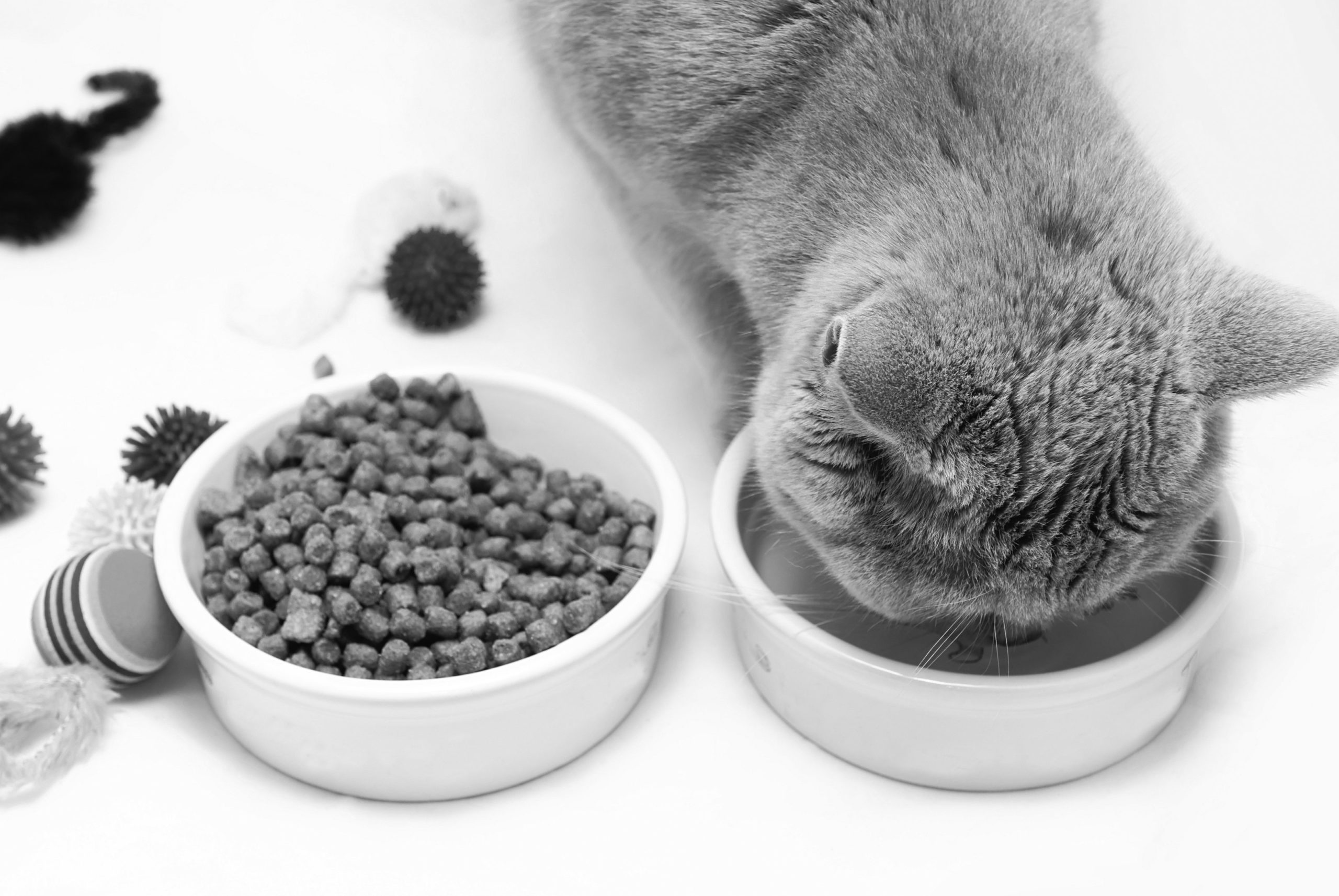 Cat food clearance for bladder crystals