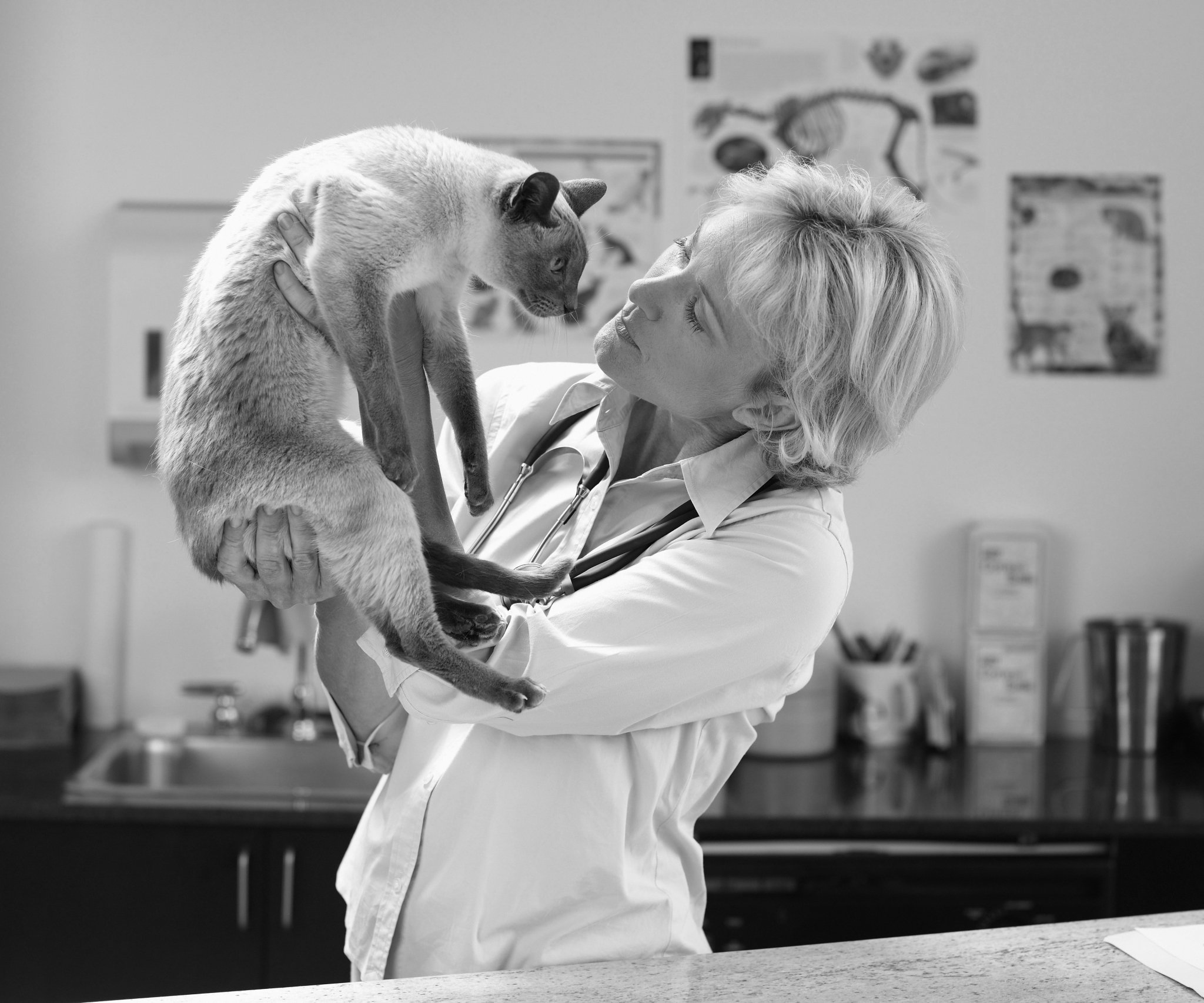 cat vet checkup