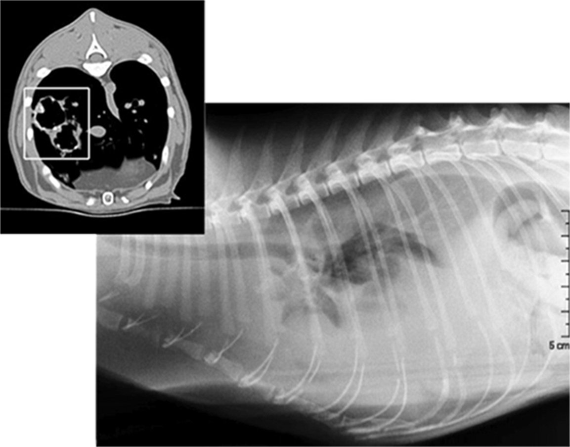 cat x ray cost nz