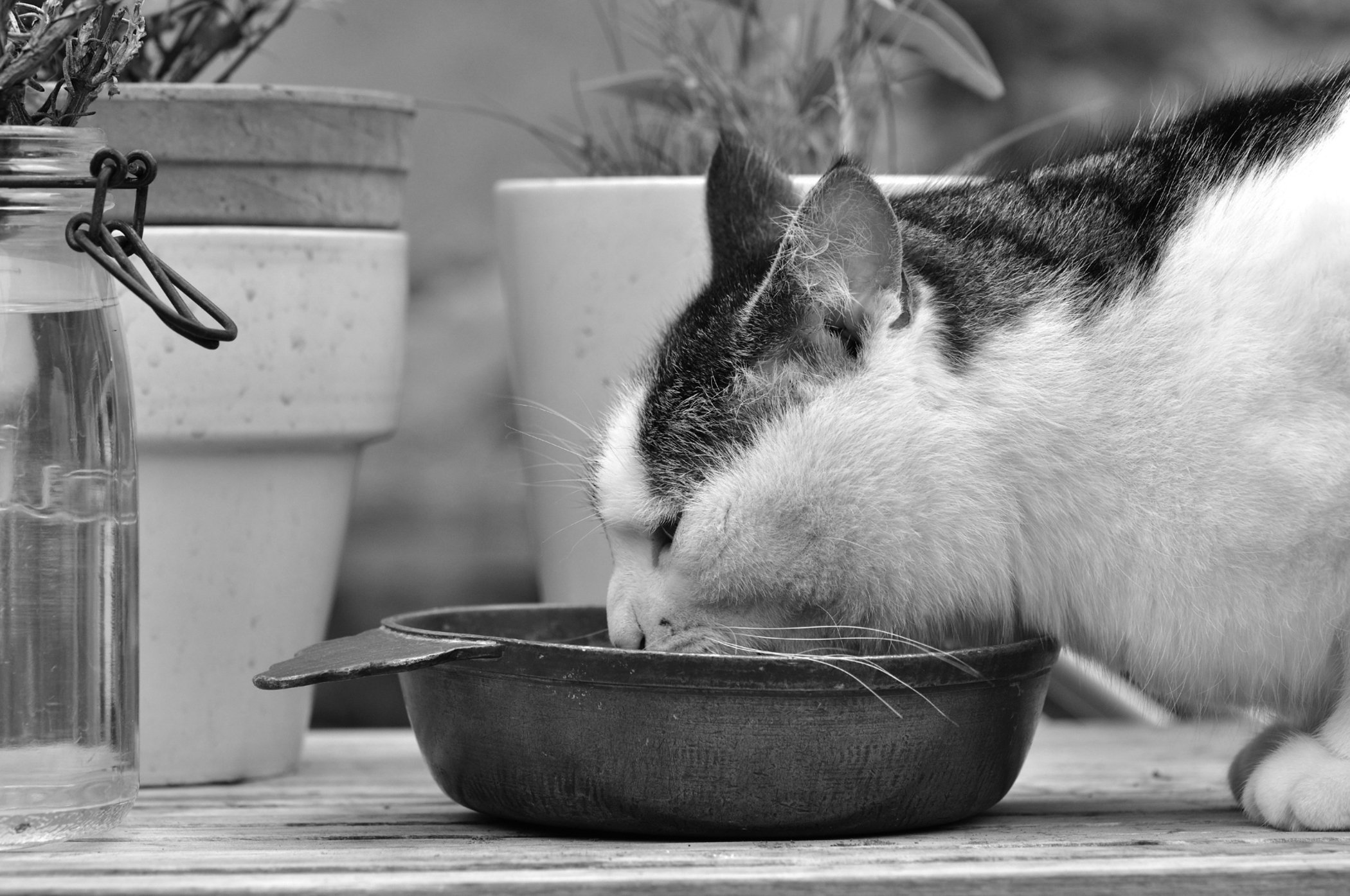 Tips to Encourage Your Cats Appetite Tufts Catnip