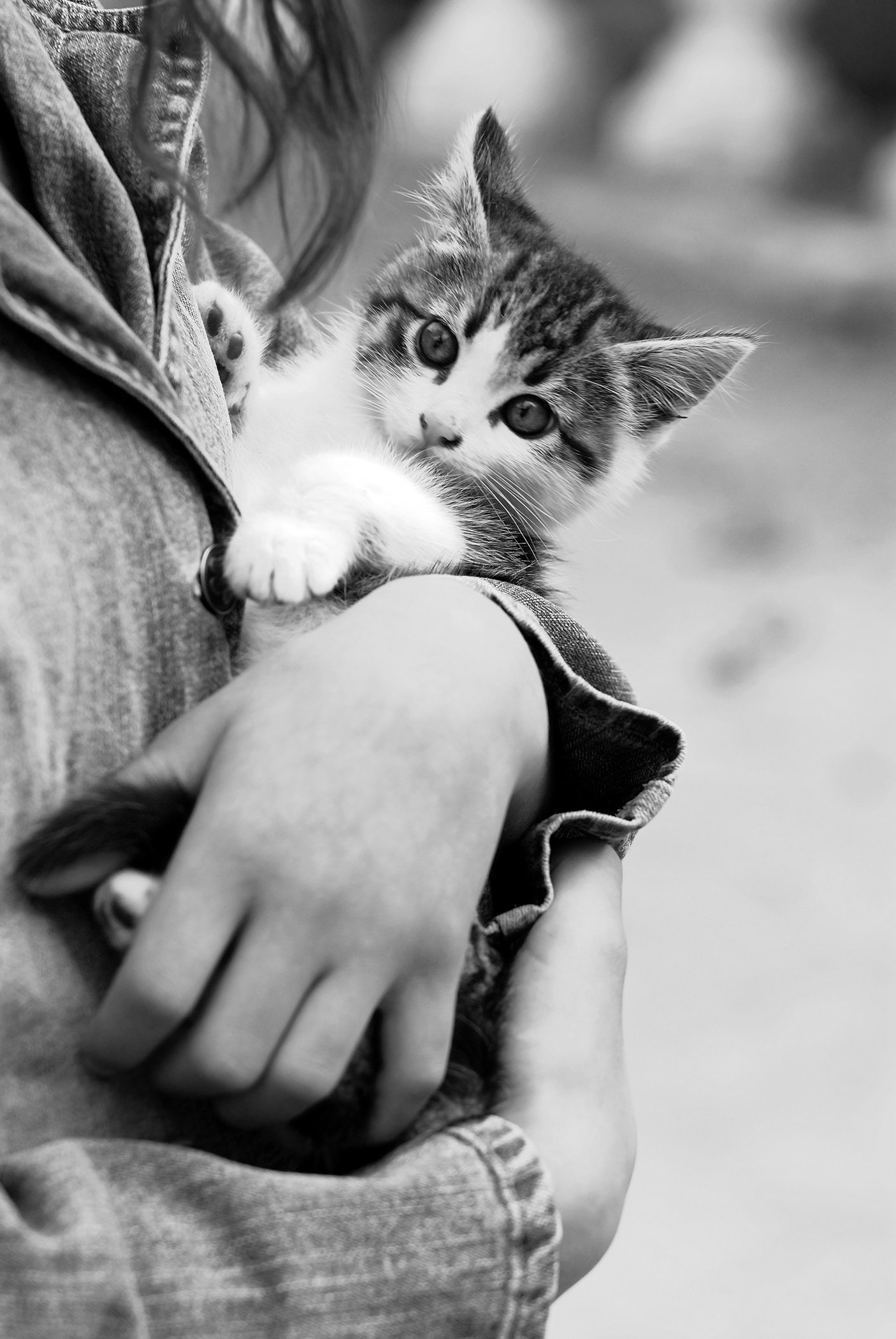 holding a kitten