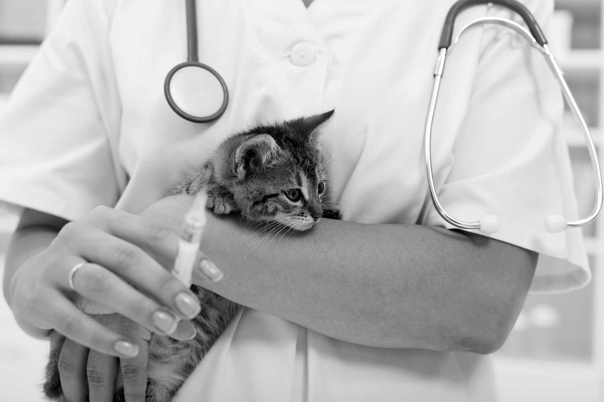 kitten at veterinarian