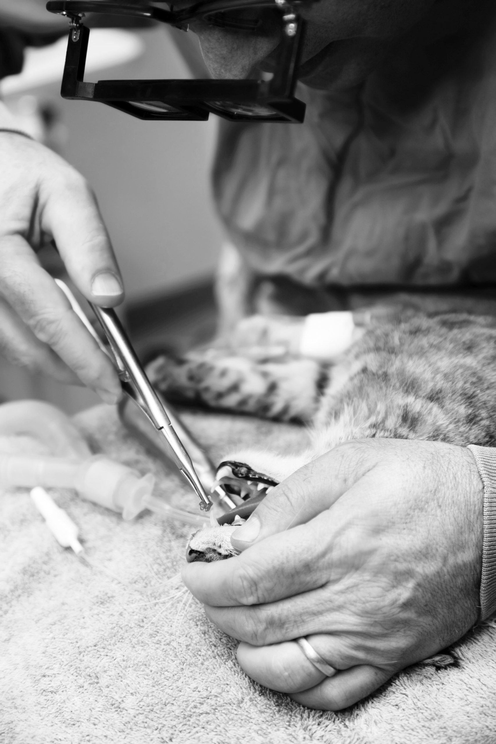 cat tooth extraction
