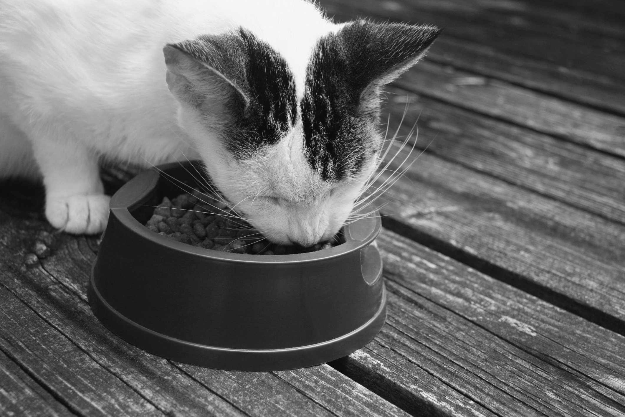 cat eating after tooth extraction