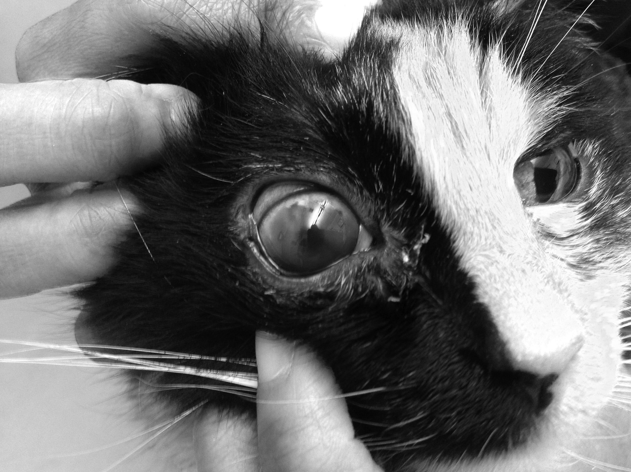 Hypertension in Cats