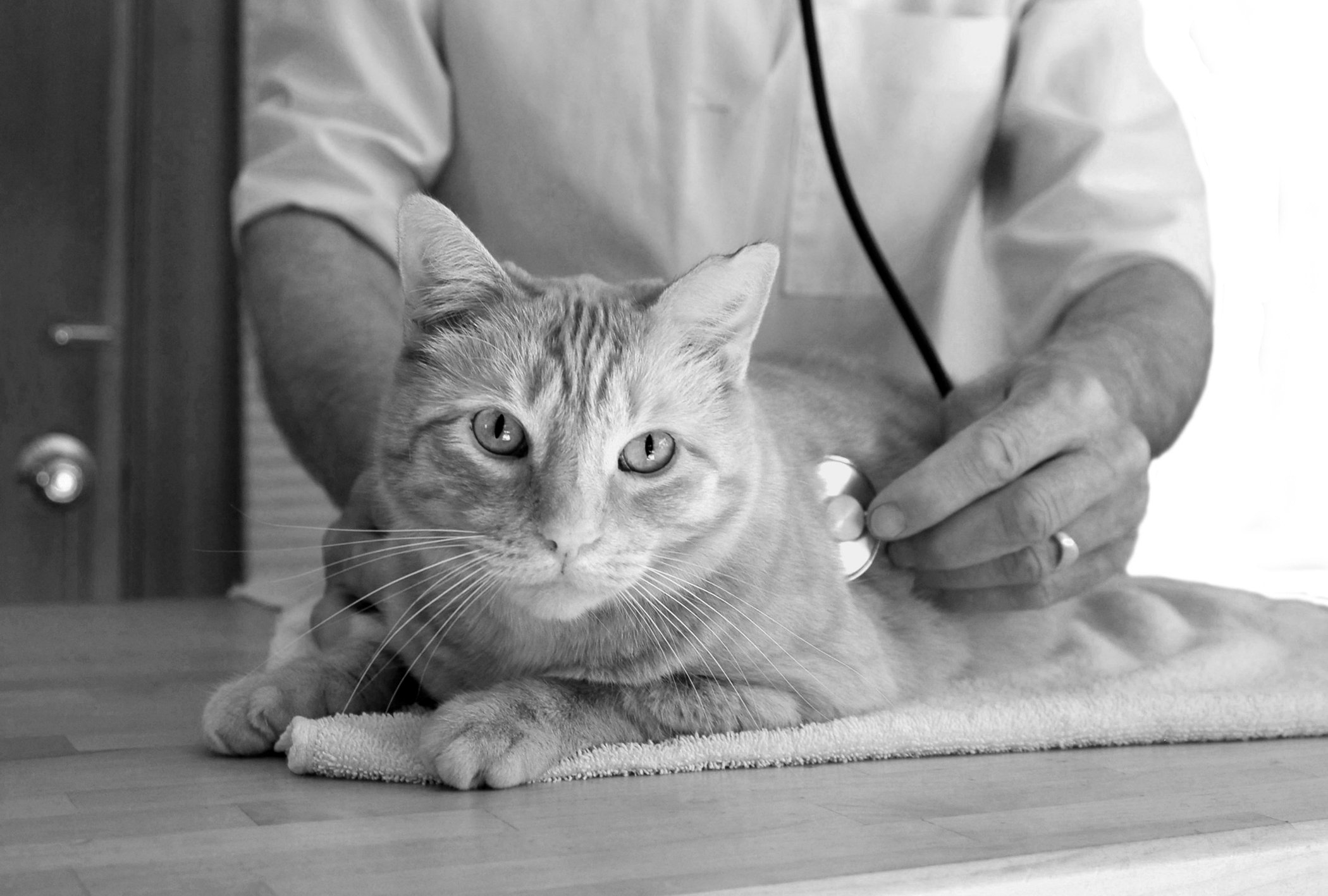 cat veterinary exam