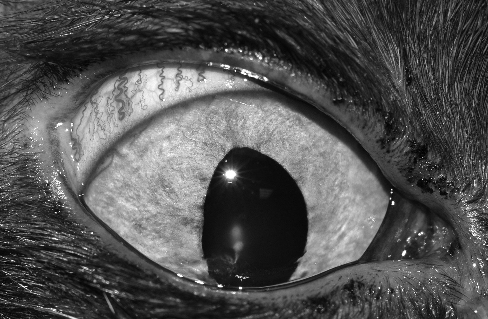 cat with glaucoma