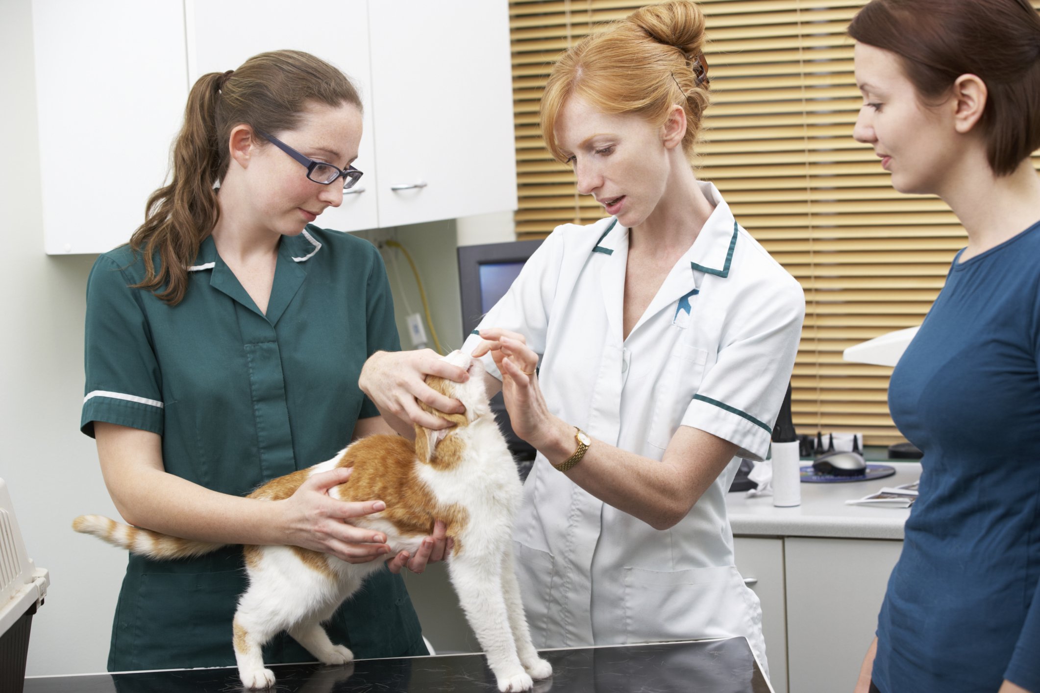 cat veterinary checkup