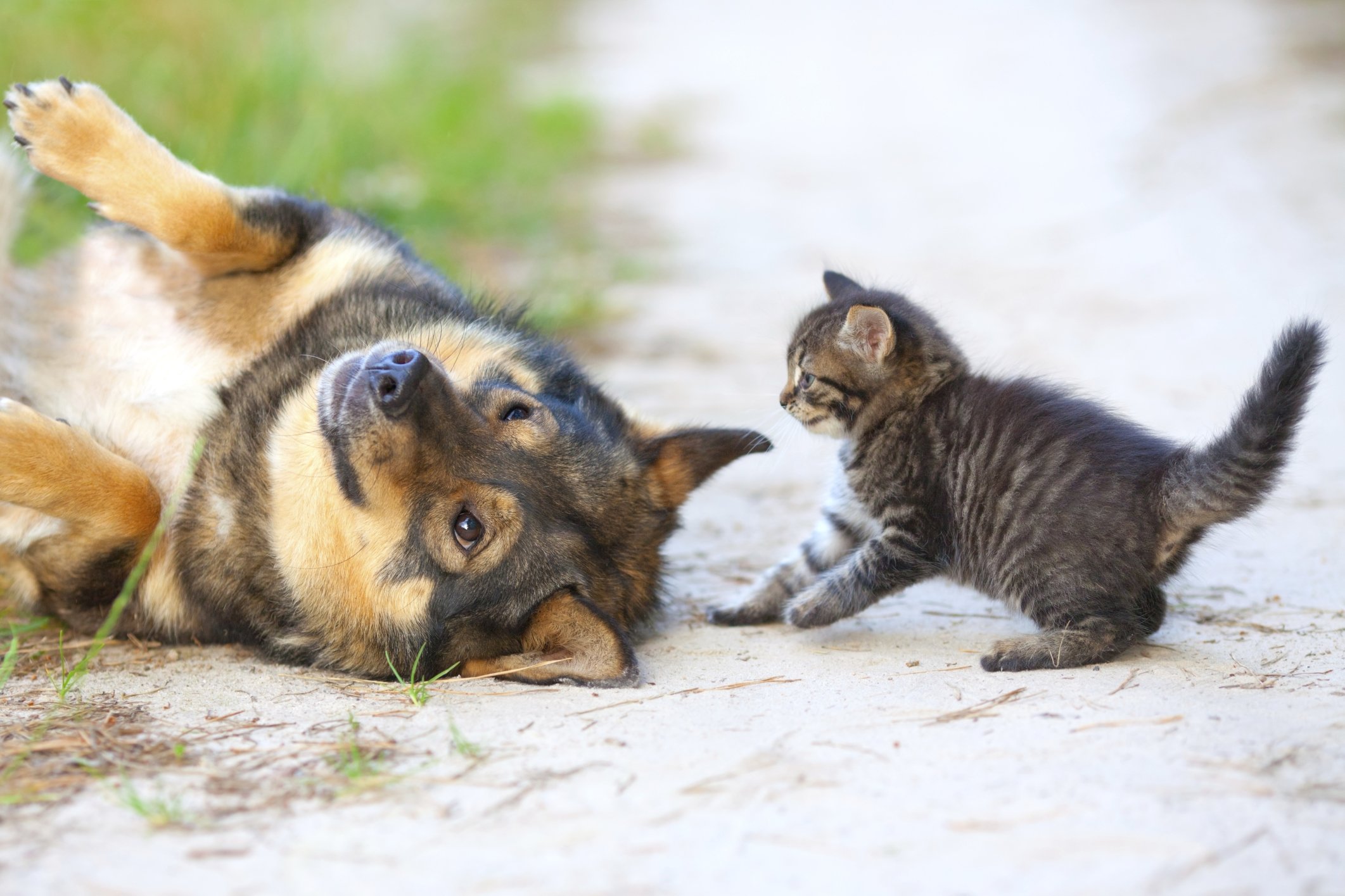 how do i socialize my dog with a kitten