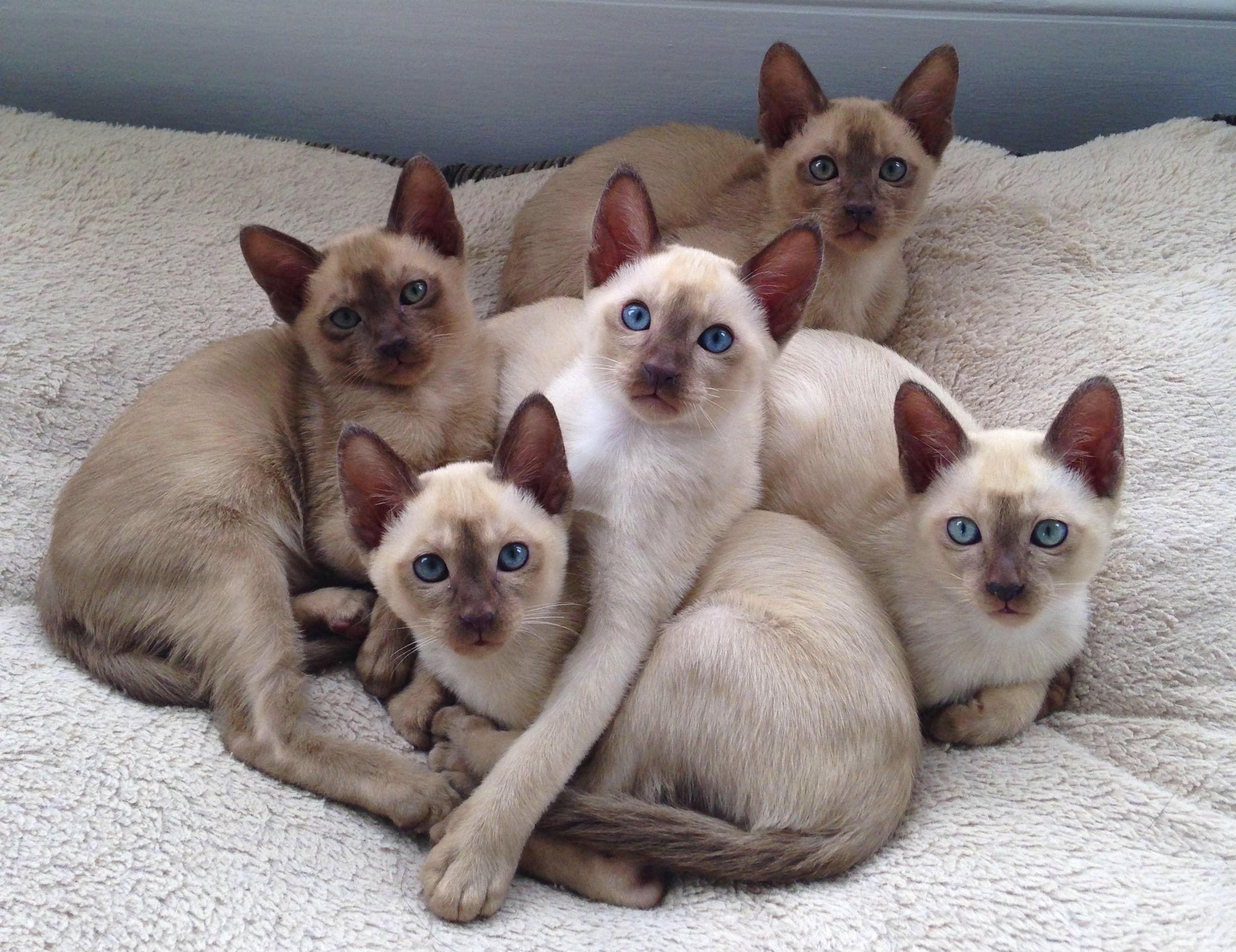 siamese kittens