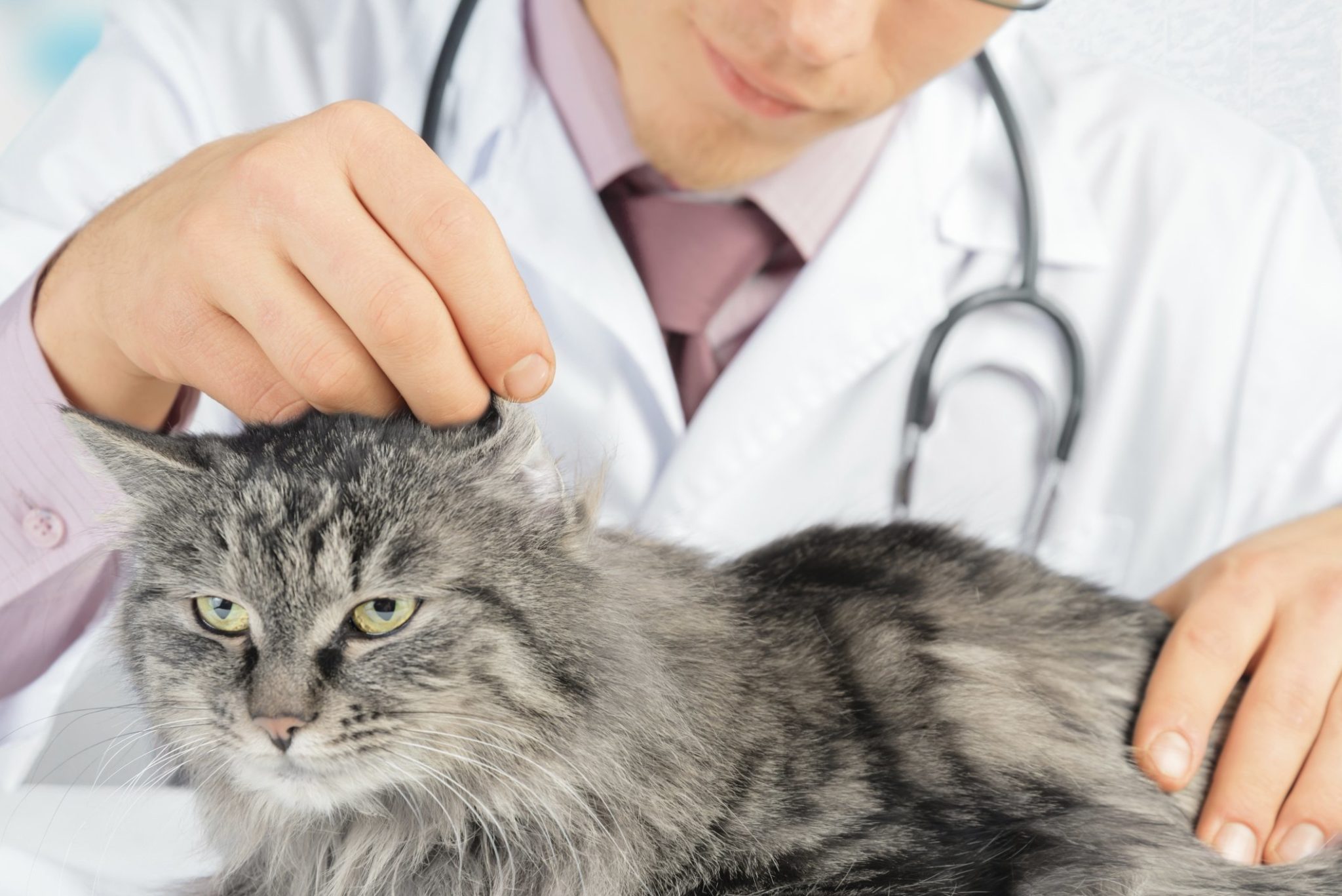 Intestinal Intussusception in Cats Tufts Catnip