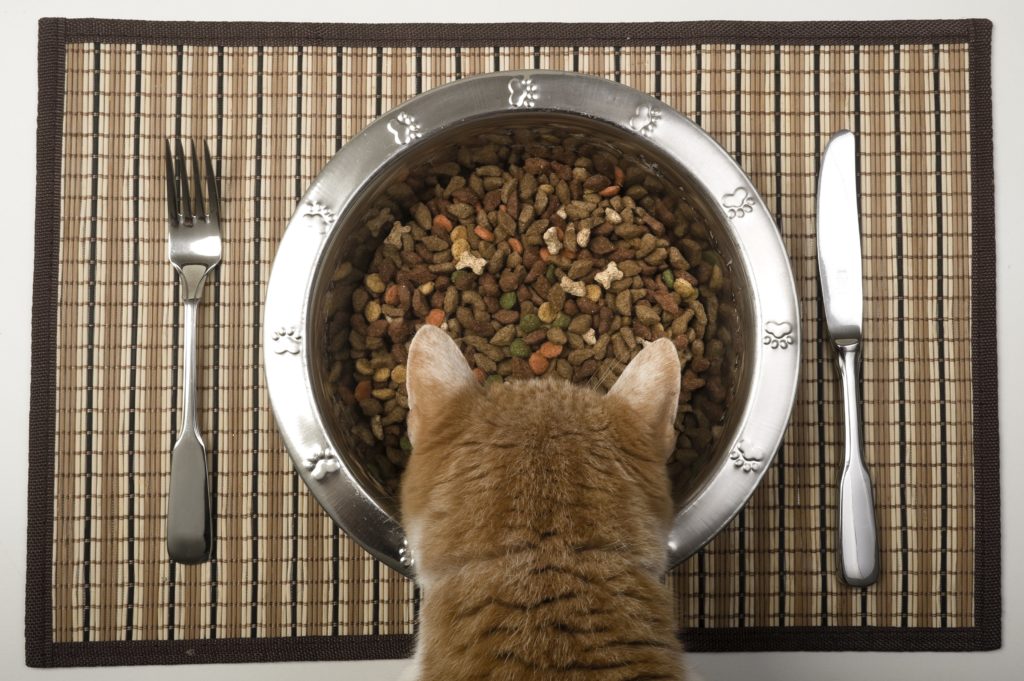 how-to-feed-your-diabetic-cat-tufts-catnip