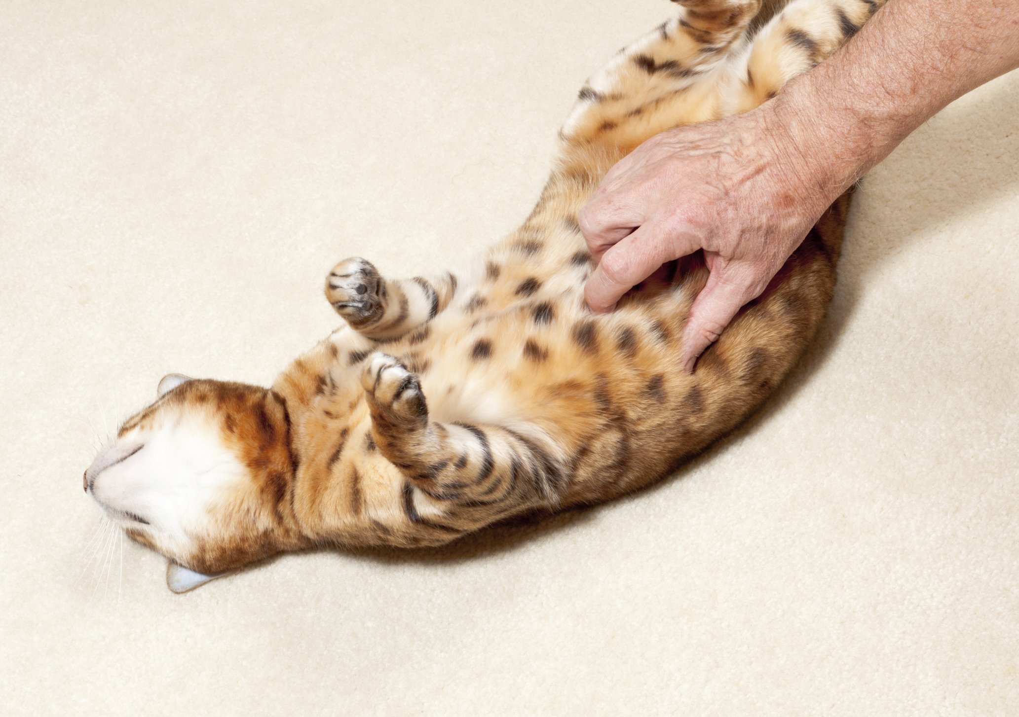 cat belly rubs