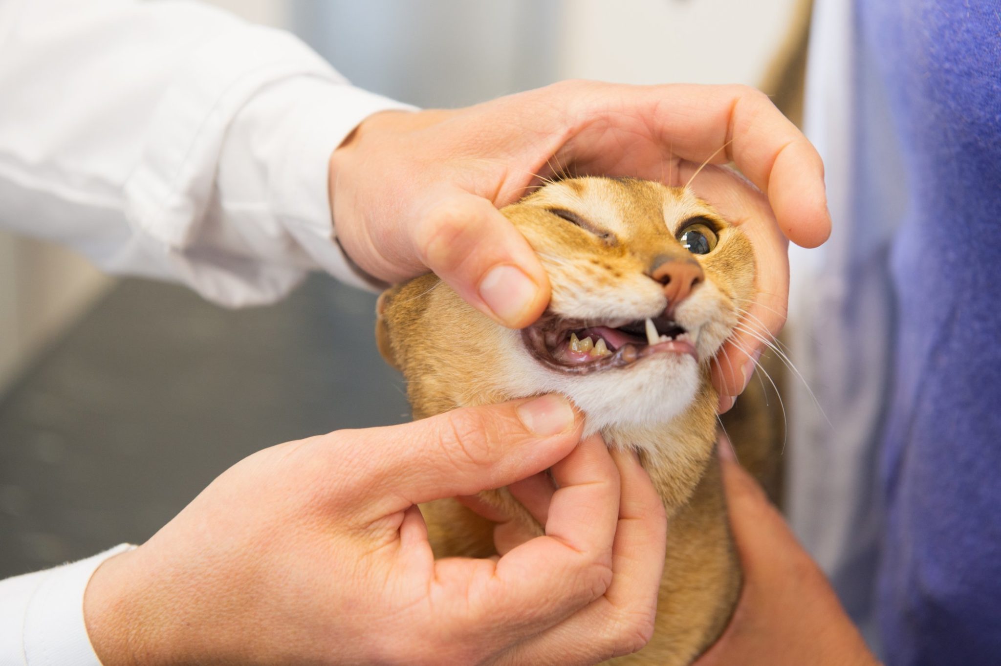 Help for Gum Disease in Cats - Tufts Catnip