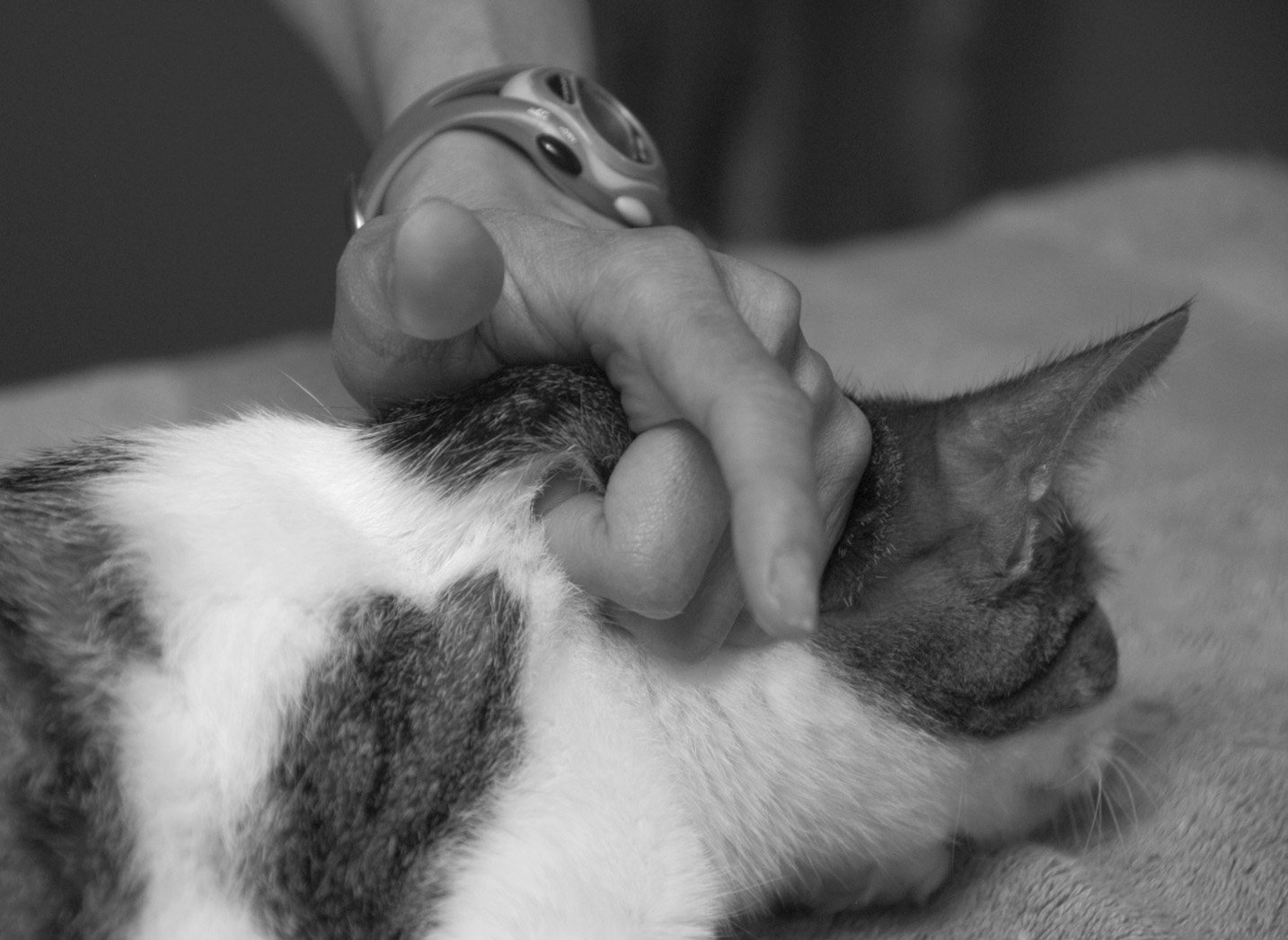 giving insulin to cats