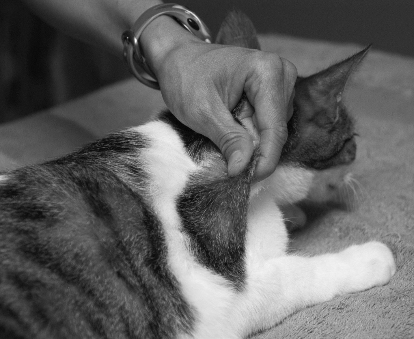 Giving Insulin Injections in your Diabetic Cat