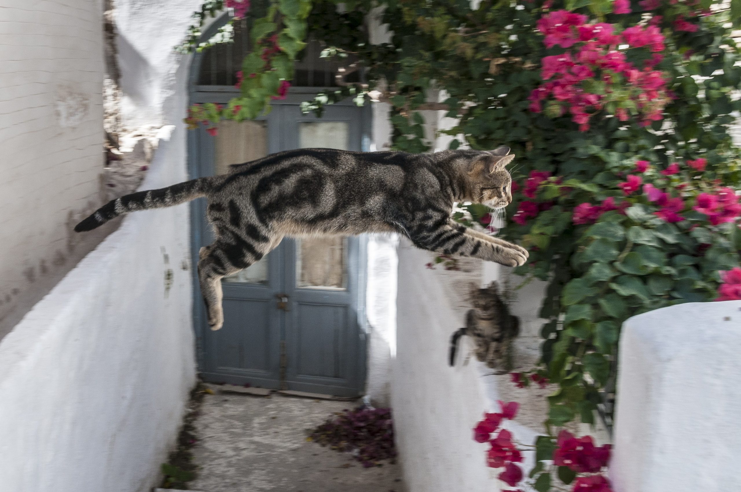 jumping cat