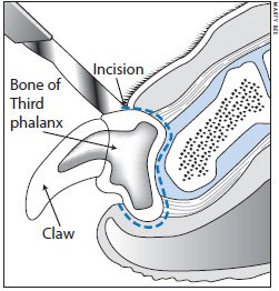 Cat store claw bone