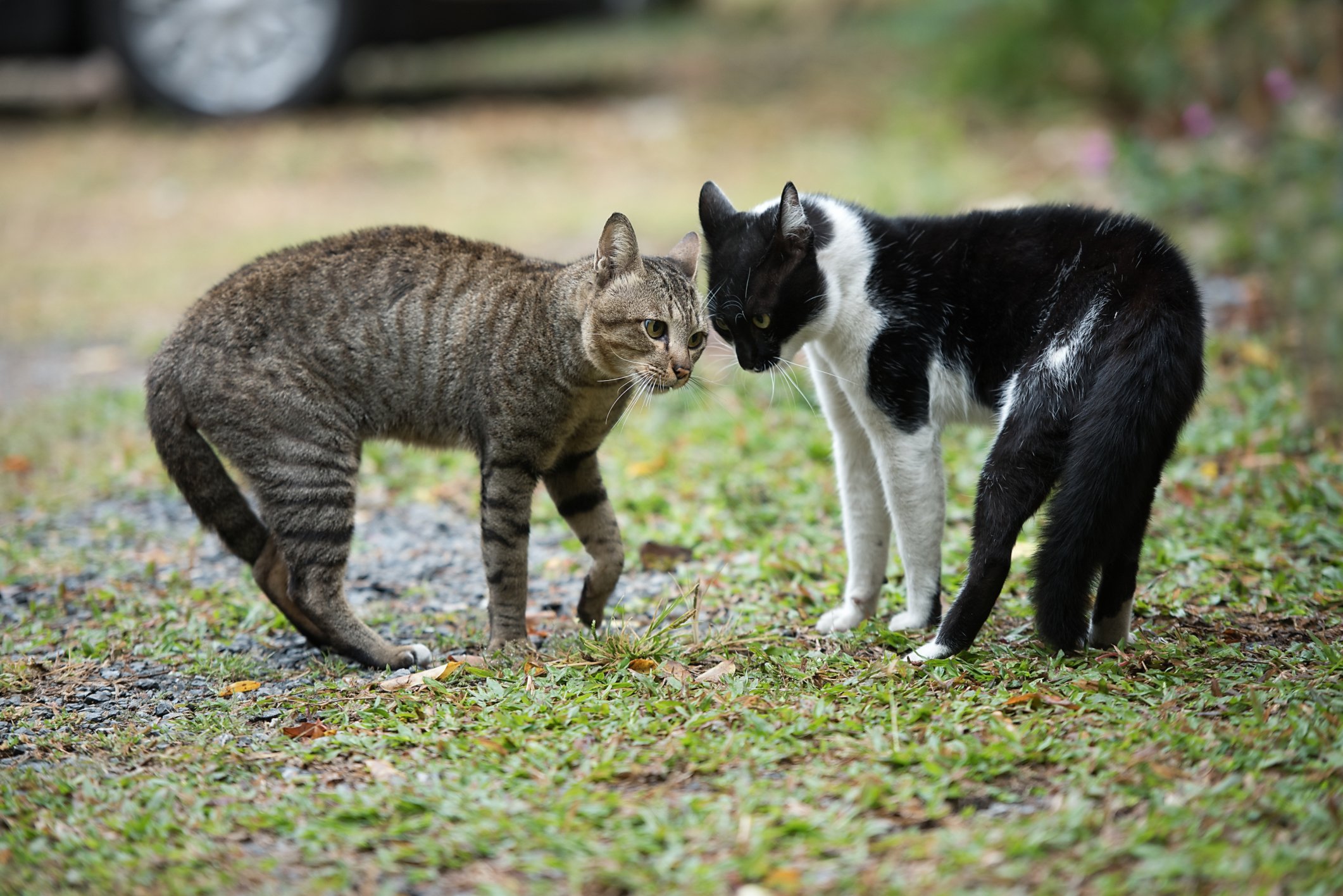 Diagnosis: Feline Leukemia - Tufts Catnip