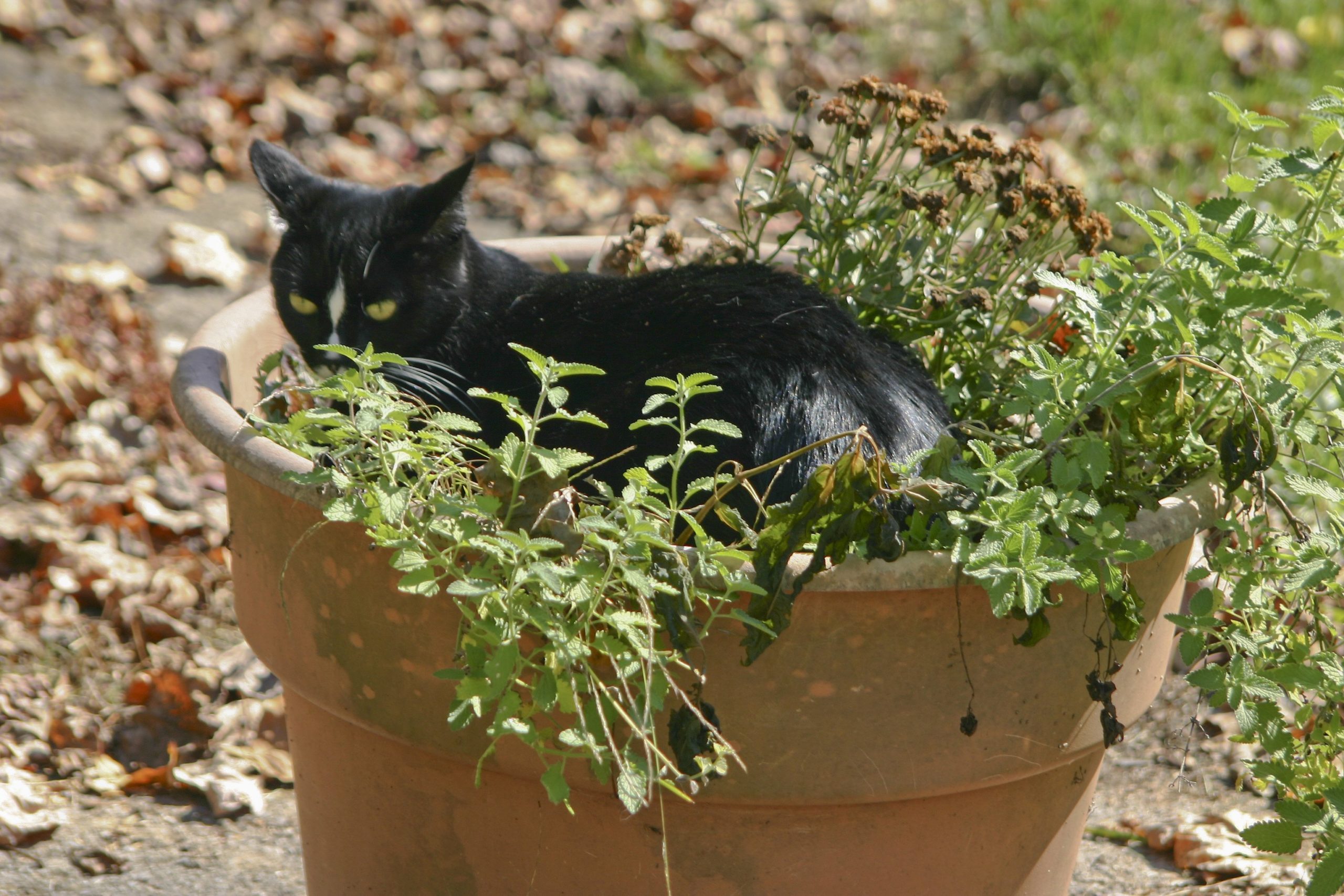 cat in flower pot