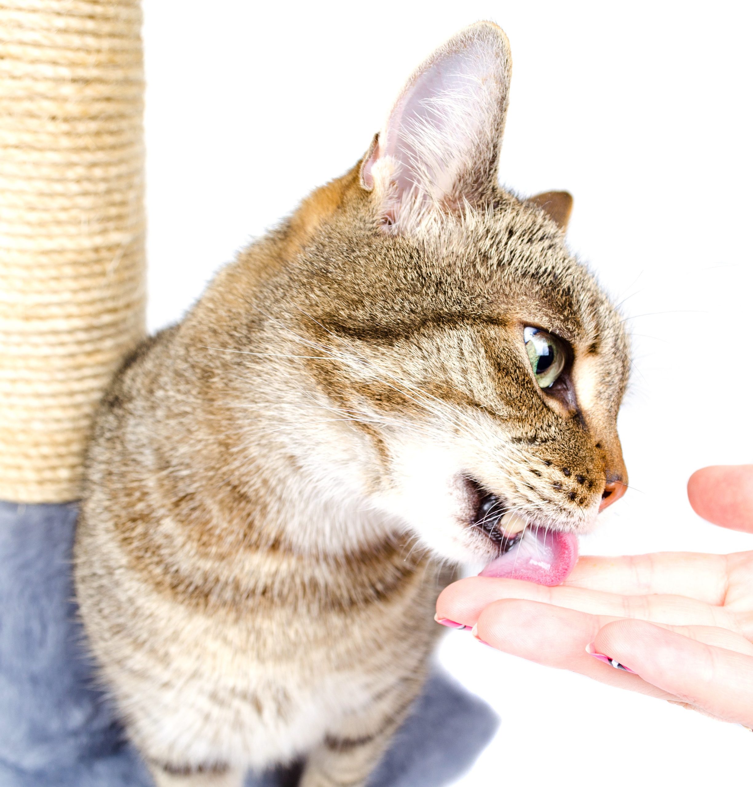 fresh breath cat