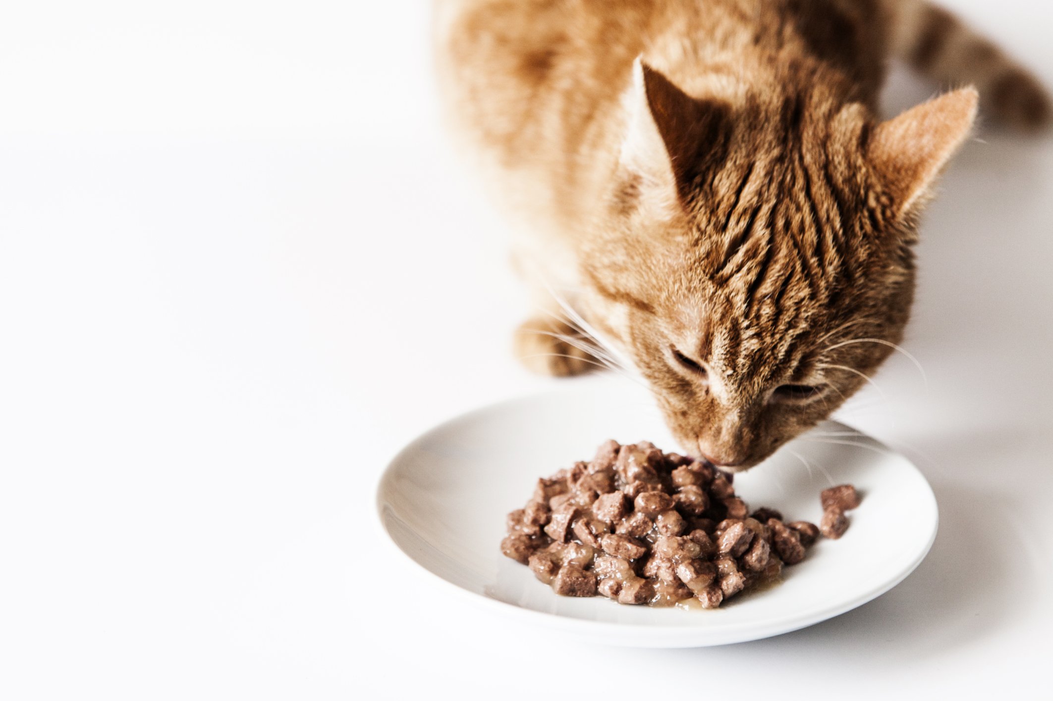 cat eating food