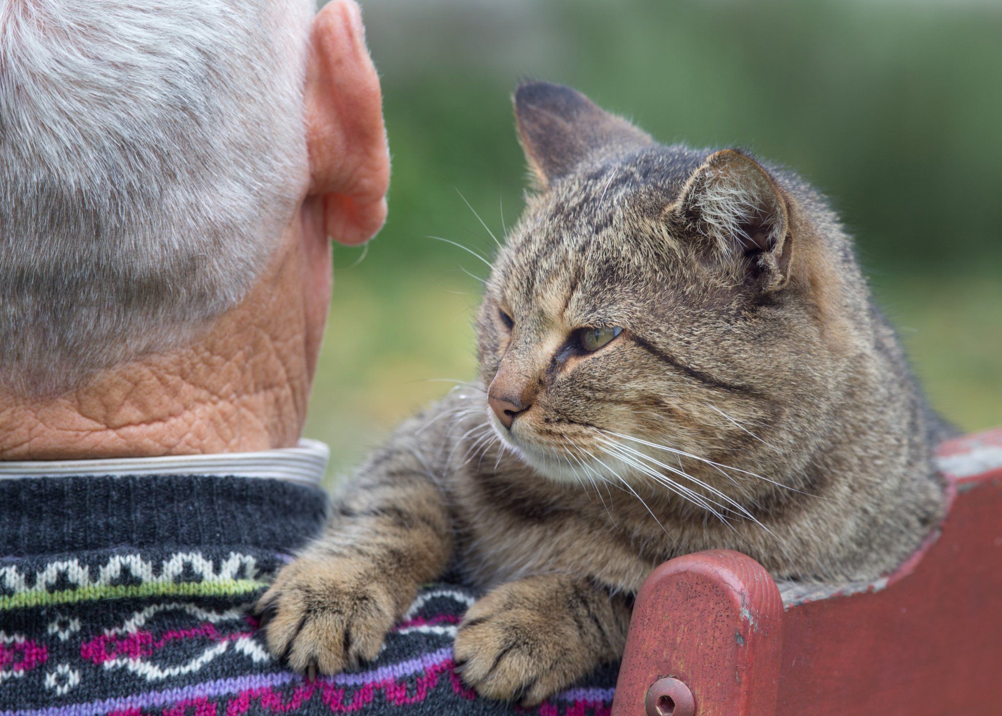 At What Age Do You Stop Treatment? - Tufts Catnip