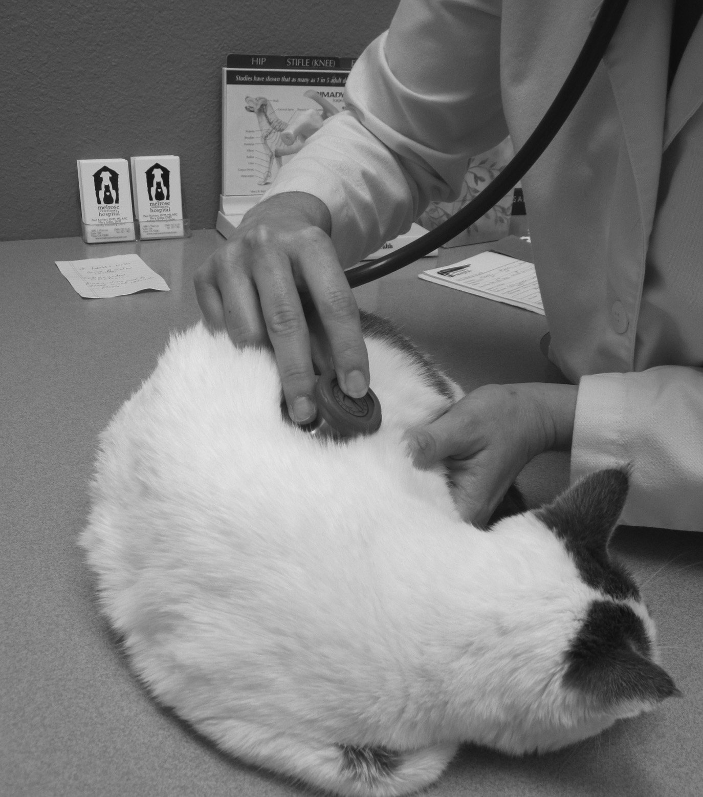 cat veterinary exam