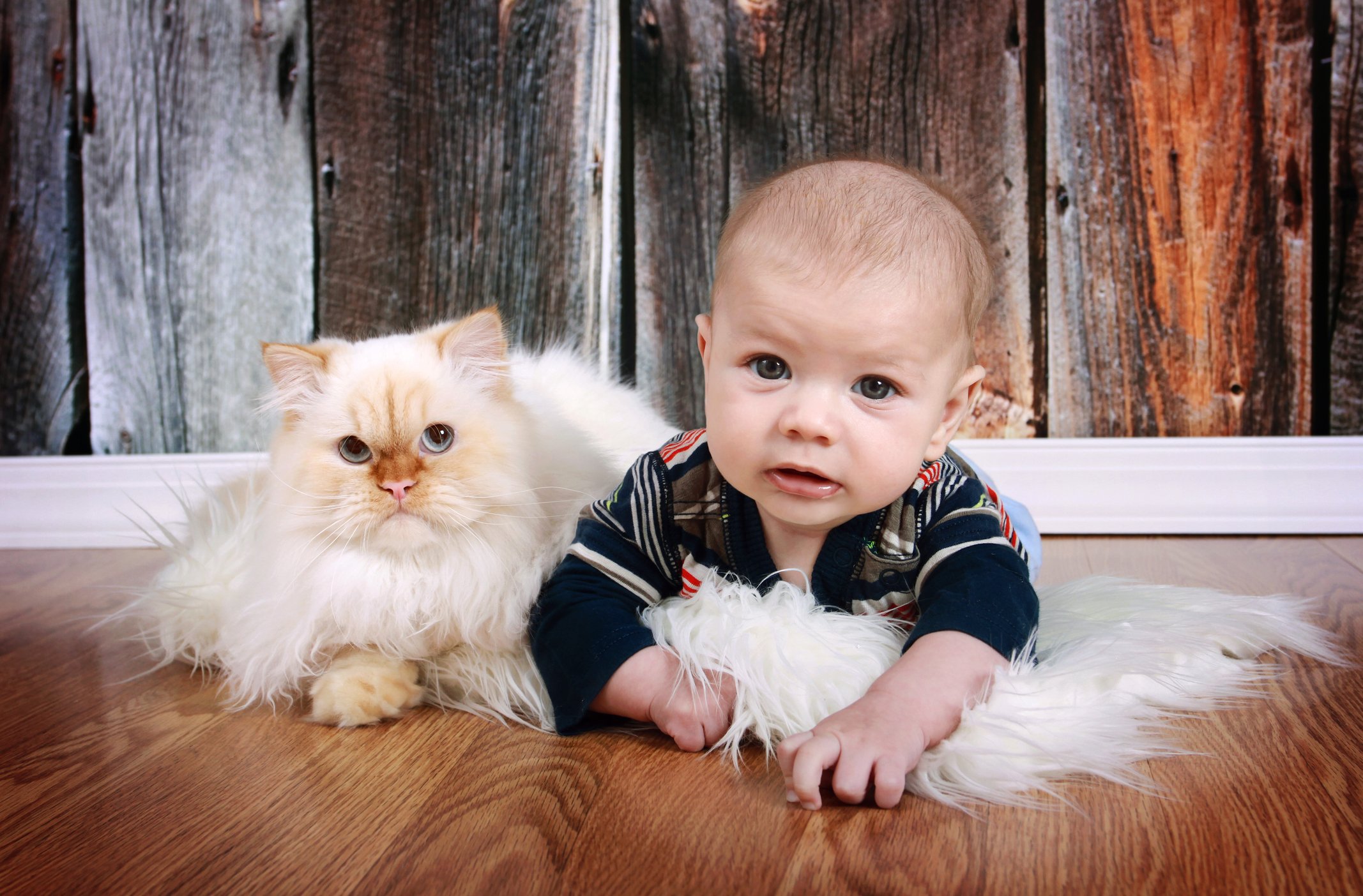 Raising Babies and Cats Together - Tufts Catnip